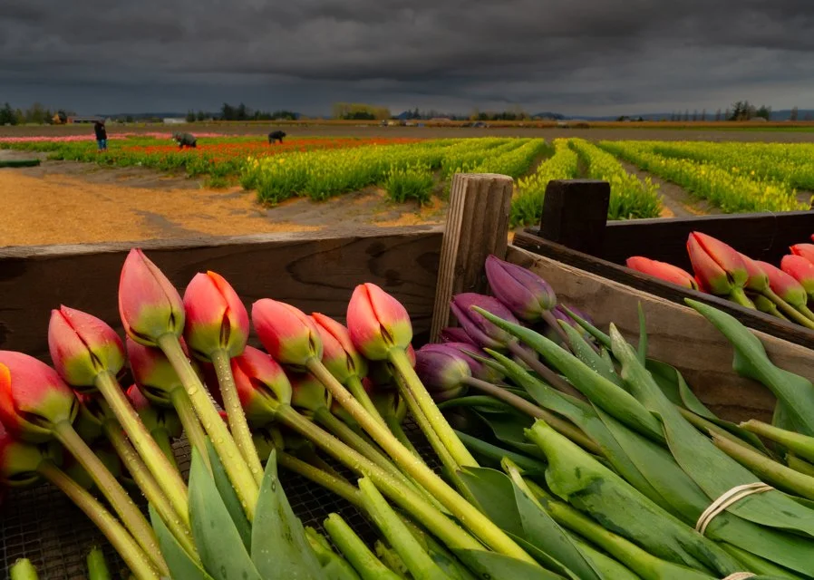 Tulip's Rest, 20X30 framed photo, $475