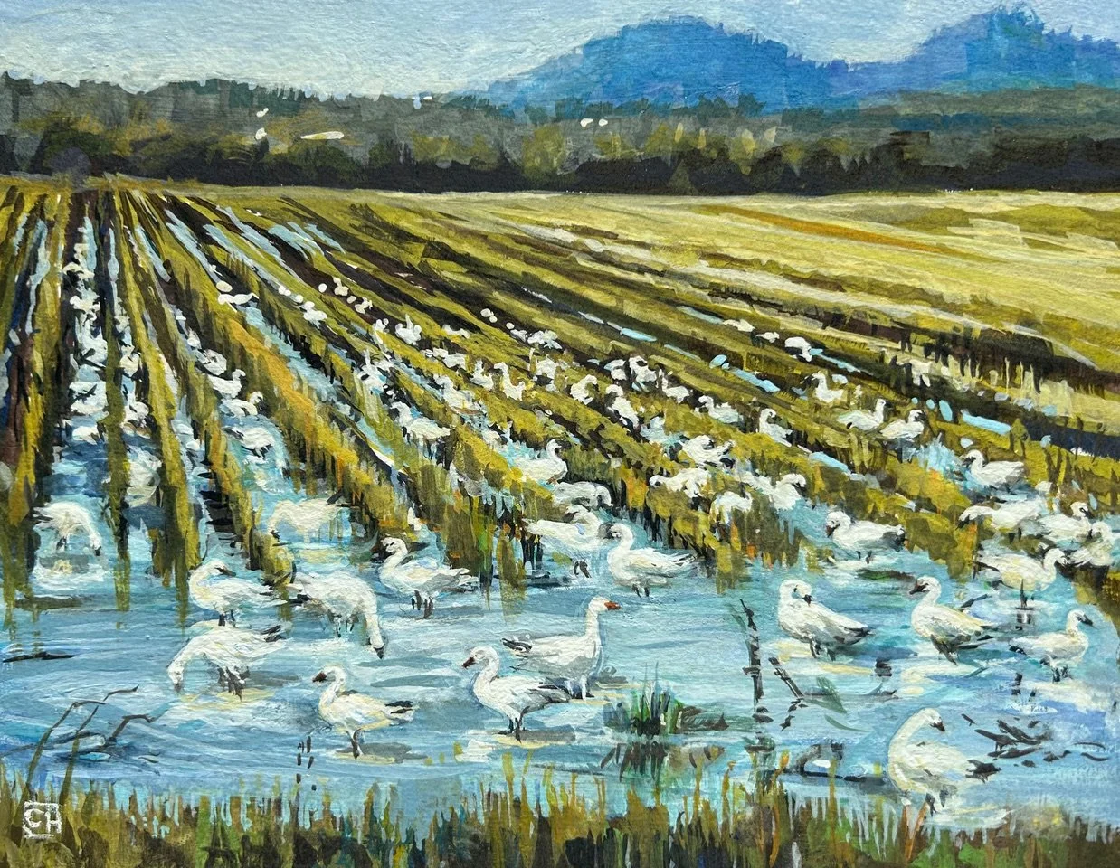 Snow Geese, 8x10 gouache, $400