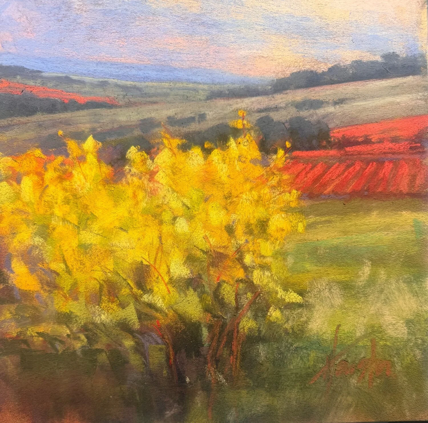 Amanda Houston - Evening in the vines; 19 x 19 pastel, $850