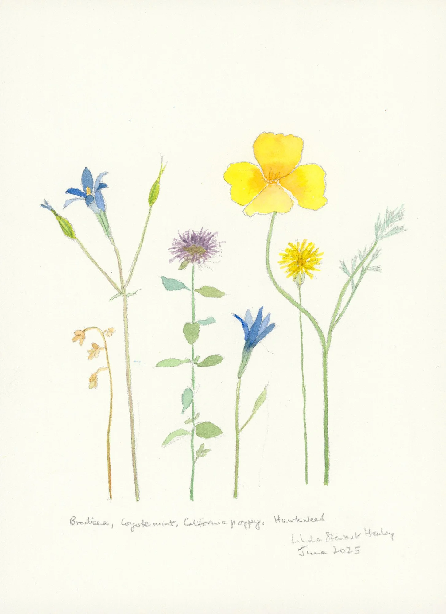 Brodiaea, 15.5 x 12.5 watercolor, $595