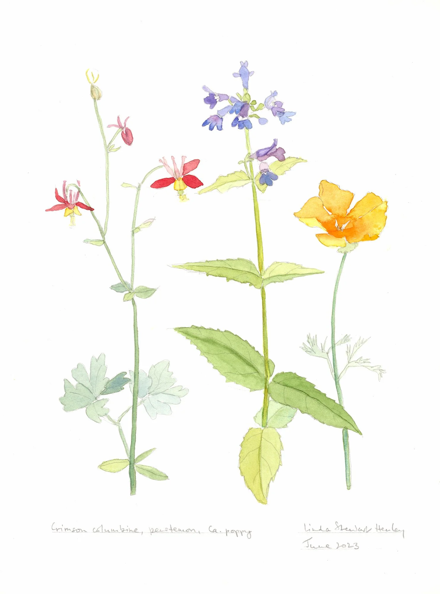 Crimson Columbine, 15.5 x 12.5 watercolor, $595