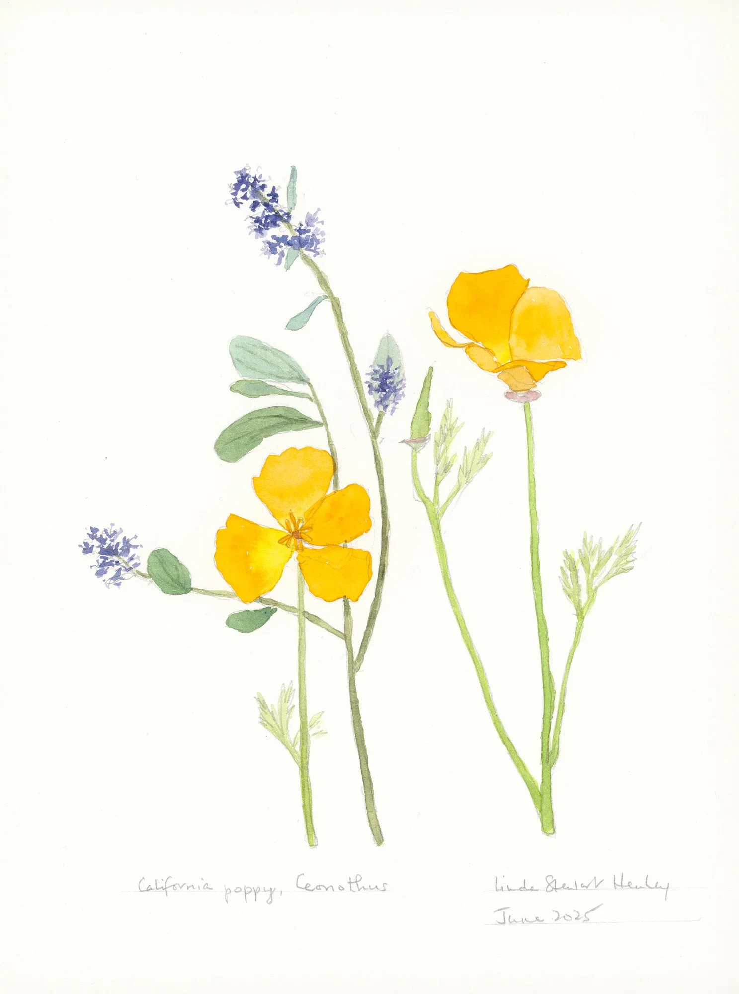 California Poppy, 15.5 x 12.5 watercolor, $595