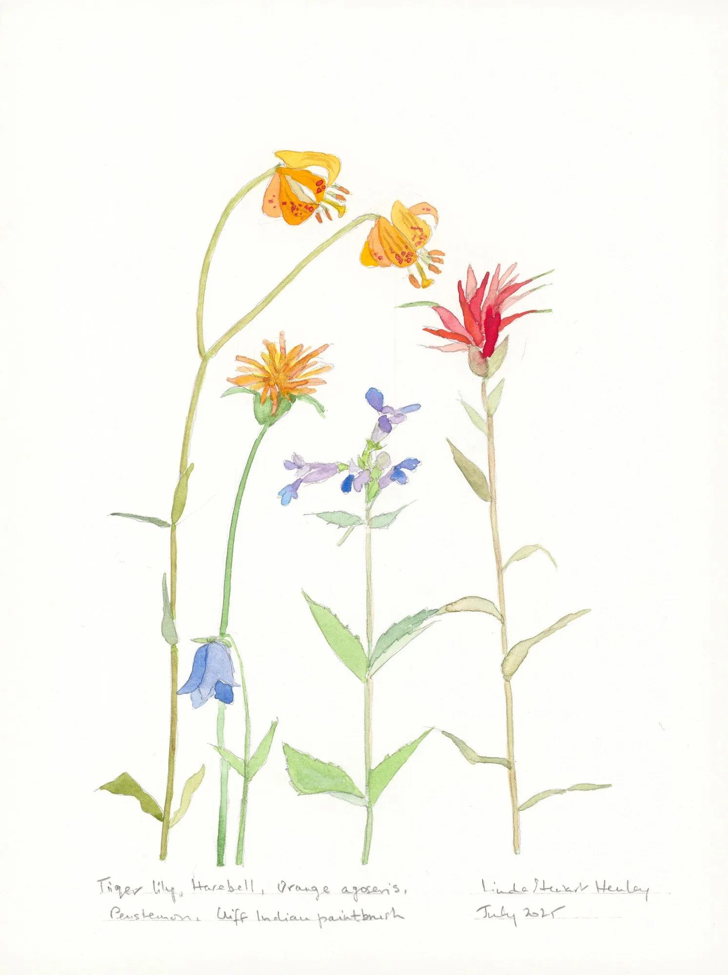 Tiger Lily, 15.5 x 12.5 watercolor, $595