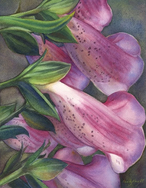 Foxglove Glory, 11x9 watercolor, $475