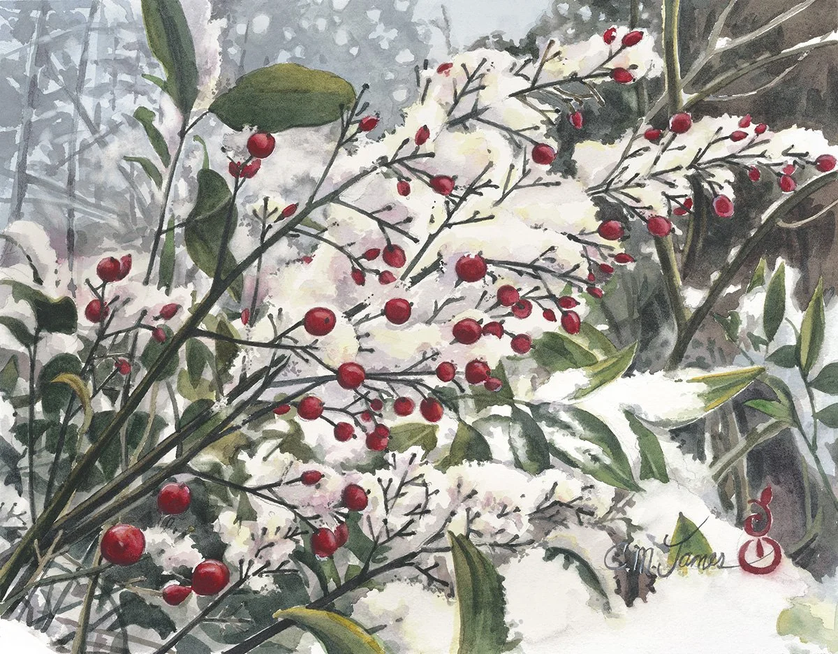 Nandina in the Snow, 11x14 watercolor, $450