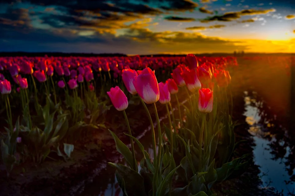 Sunset's Red, 16X24 framed photo, $450