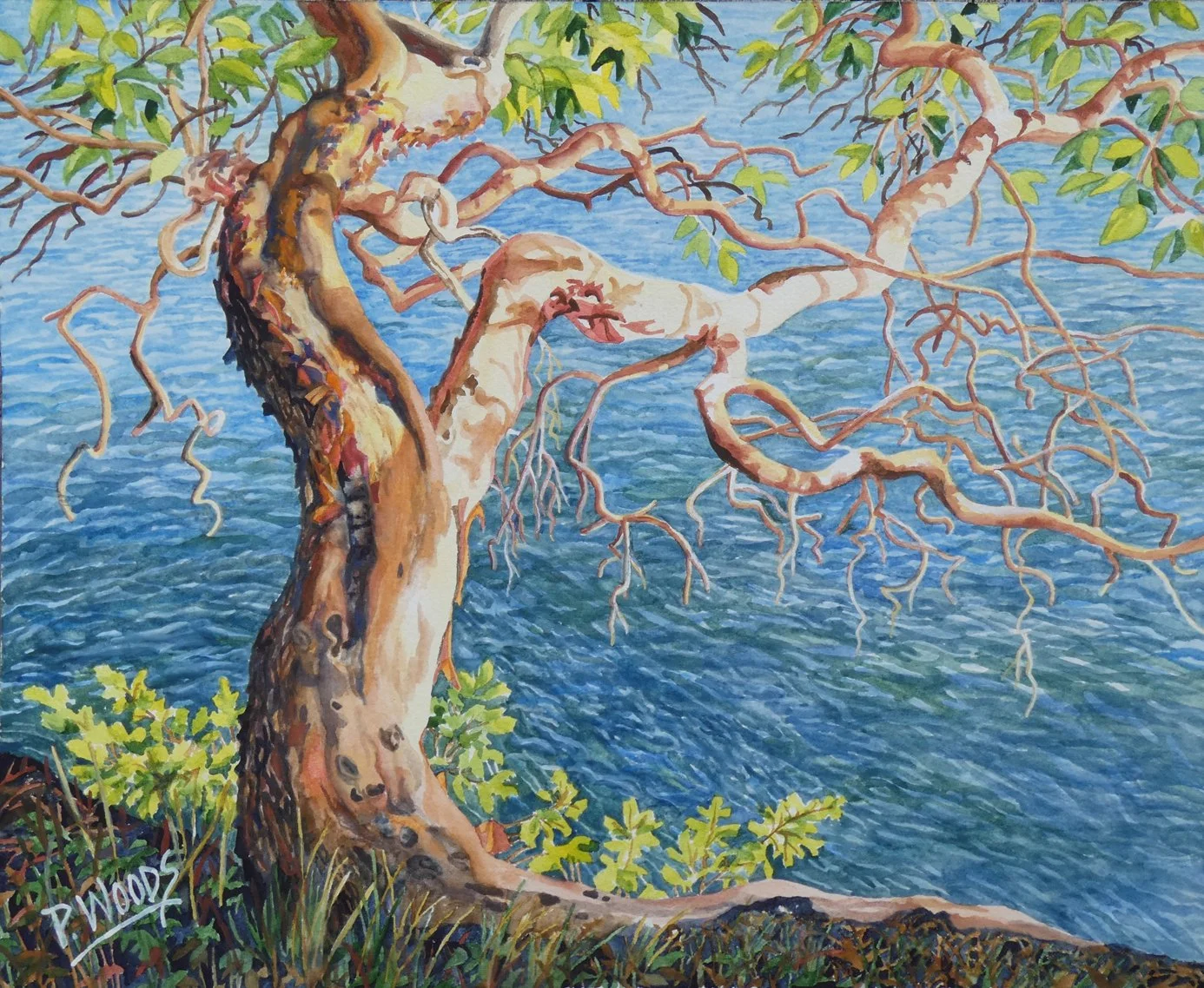 Deep Roots, 13 x 16 watercolor, $1400 SOLD