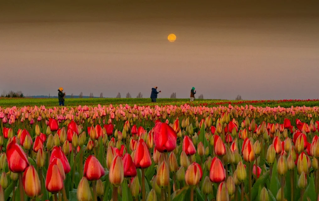 Moon Gathering, 20X30 framed photo, $475