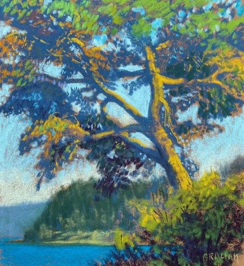 Ancient Pine, 14x12 soft pastel, $775