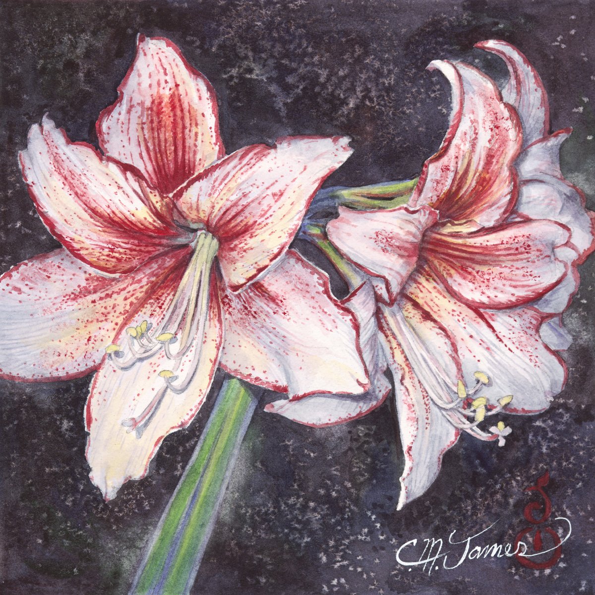 Amaryllis, 10x10 watercolor on paper mounted on cradleboard, $350 SOLD
