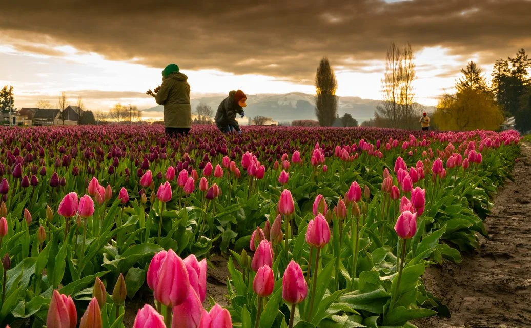 Valley's Bouquet, 16X24 framed photo, $450