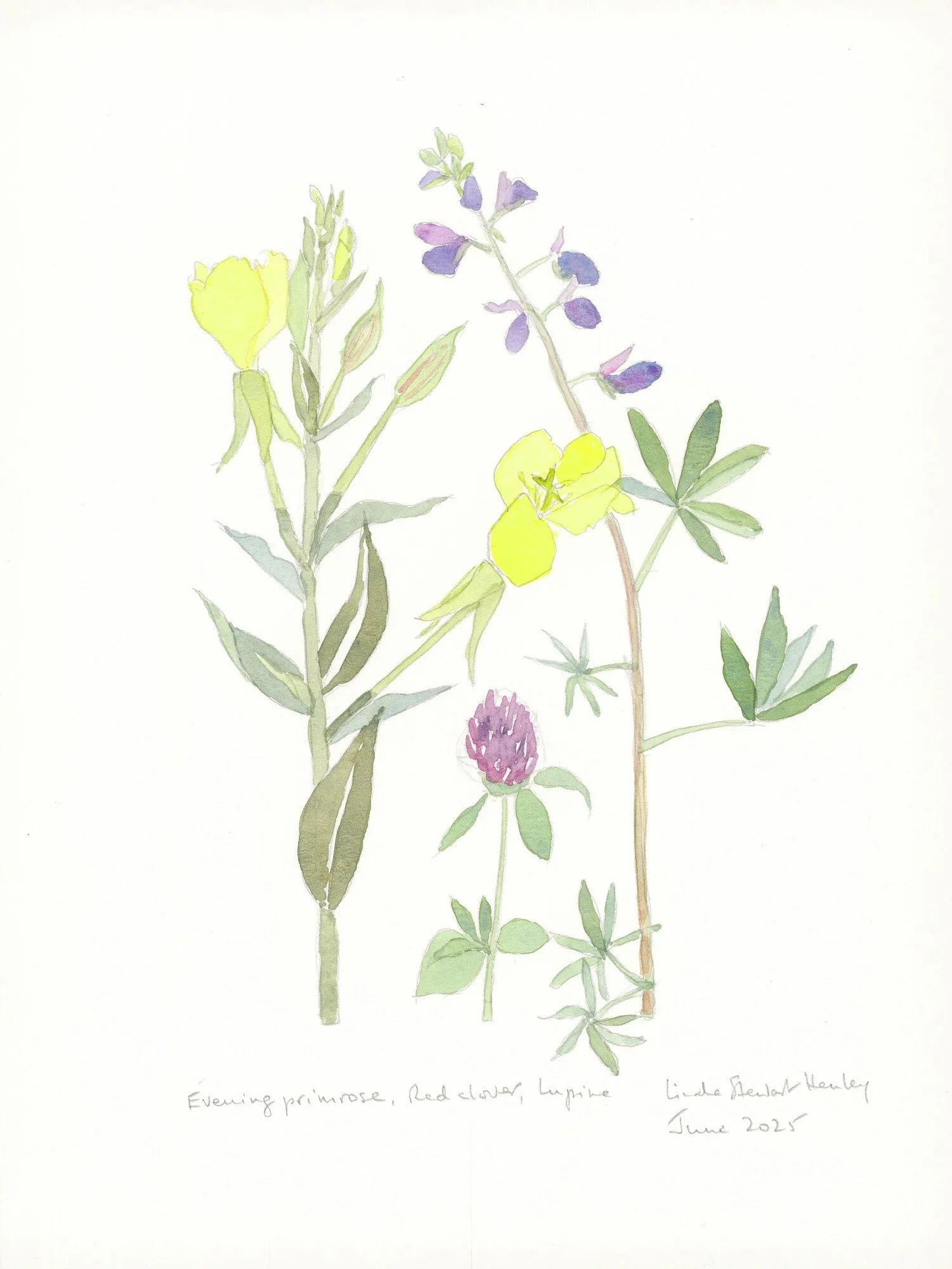 Evening Primrose,15.5 x 12.5 watercolor, $595