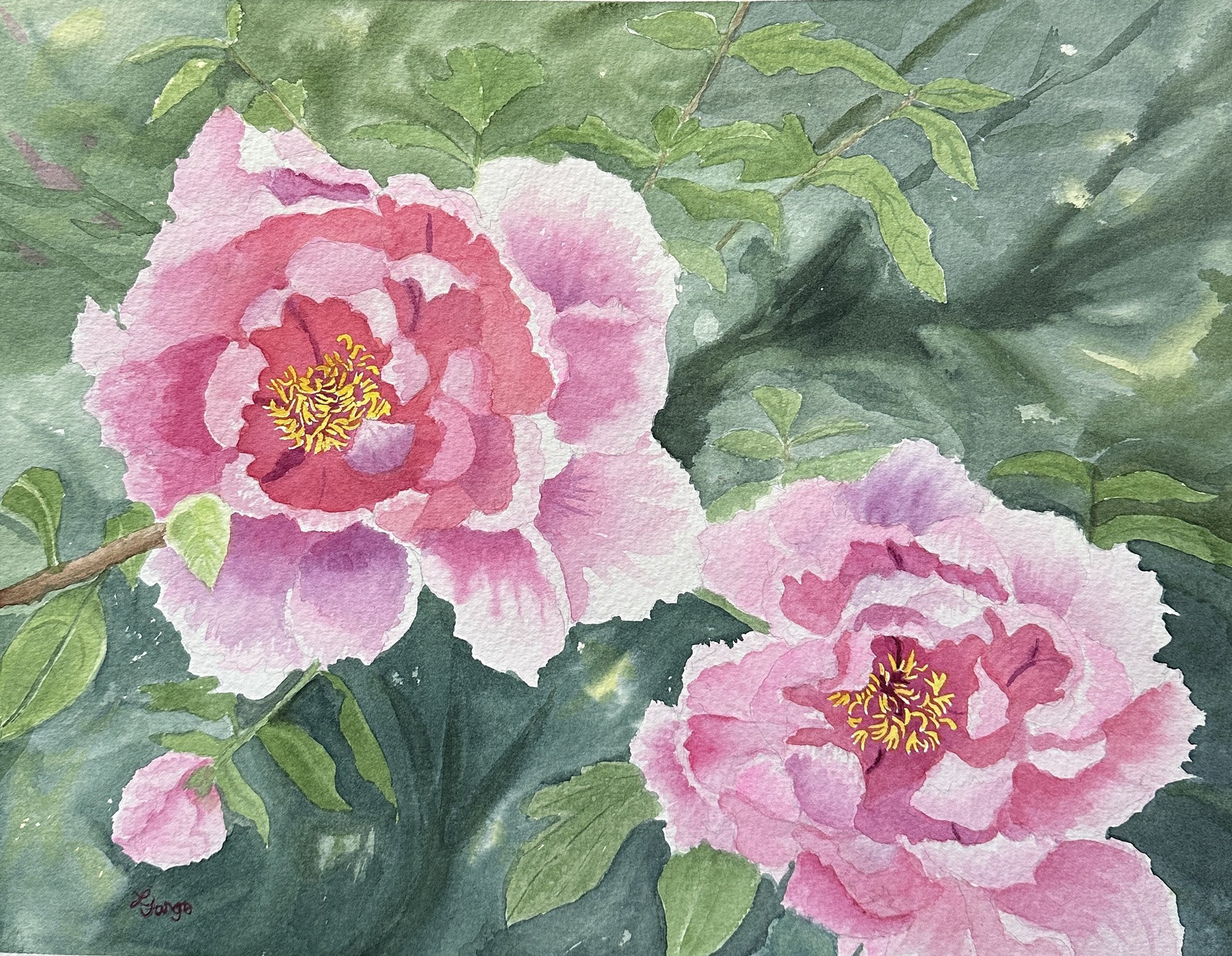 Lynn Fargo, Tree Peony, 18x22 Watercolor and gouache, $350