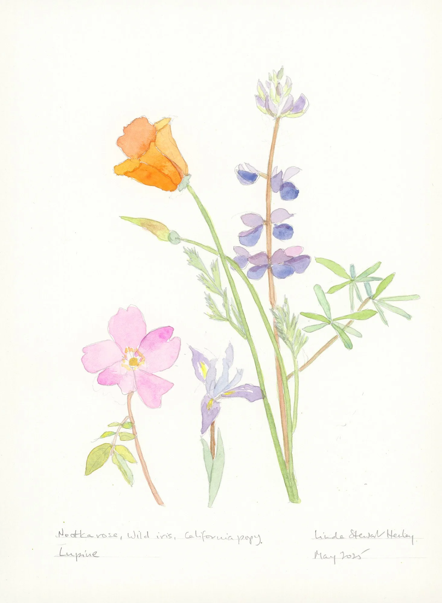 Nootka Rose, Wild Iris, 15.5 x 12.5 watercolor, $595