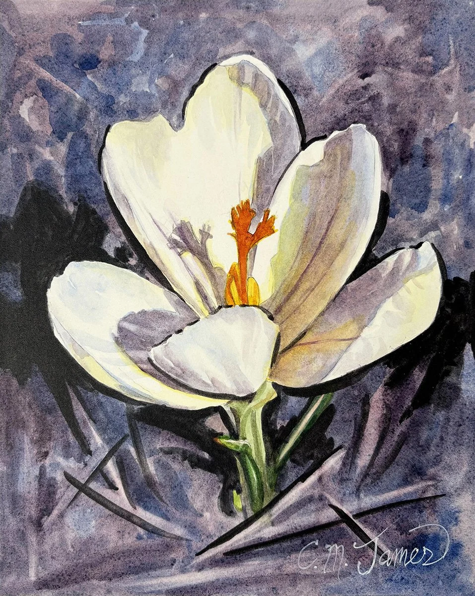 Rebirth, Crocus, 10x8 watercolor, $240