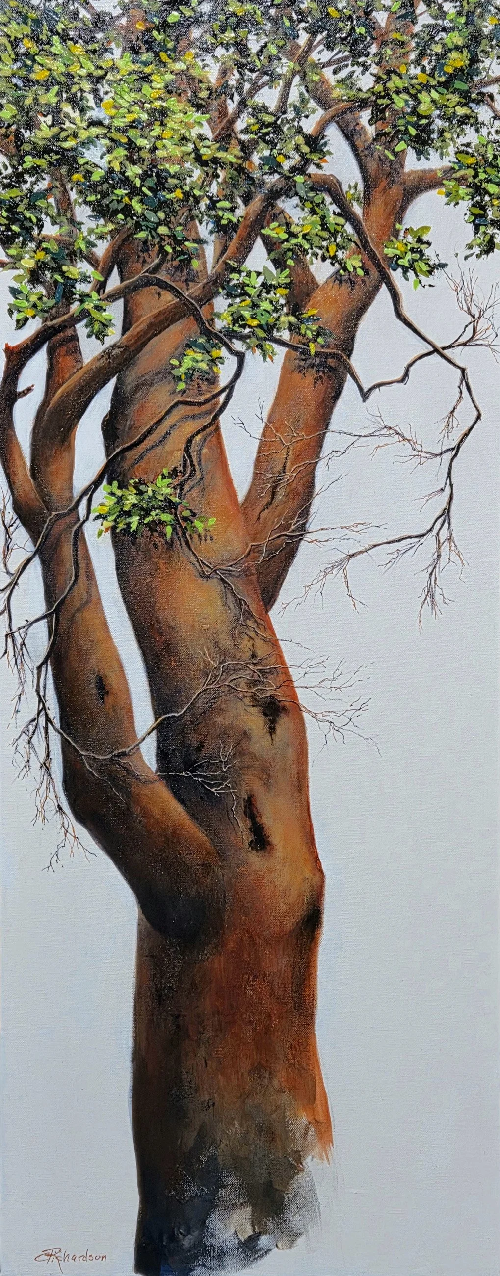 Lone Madrone, 40x16 acrylic, $1600