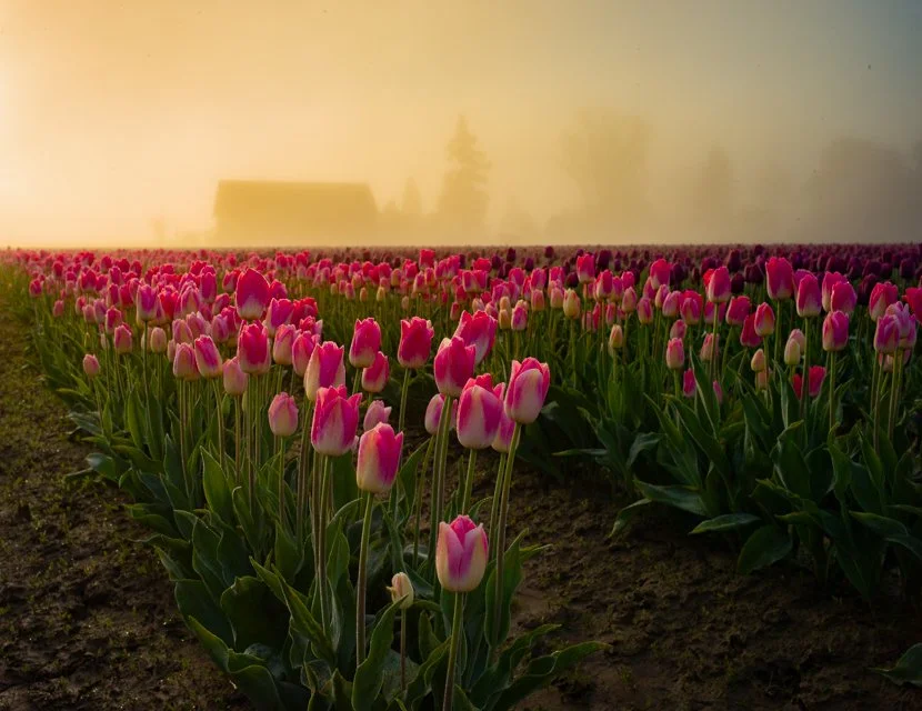 Pink Sunrise, 20X30 framed photo, $475