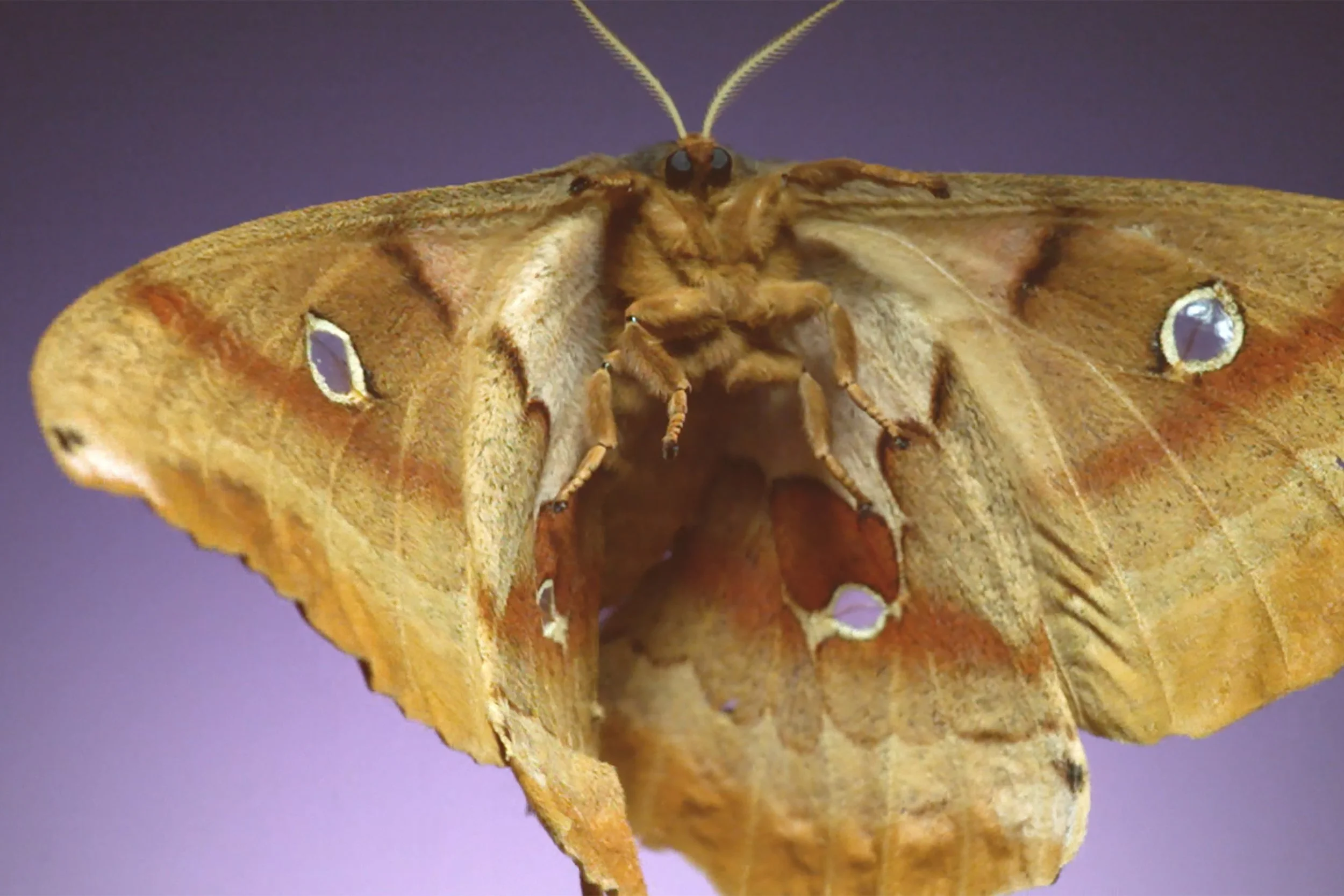 Moth_2_moth.jpg