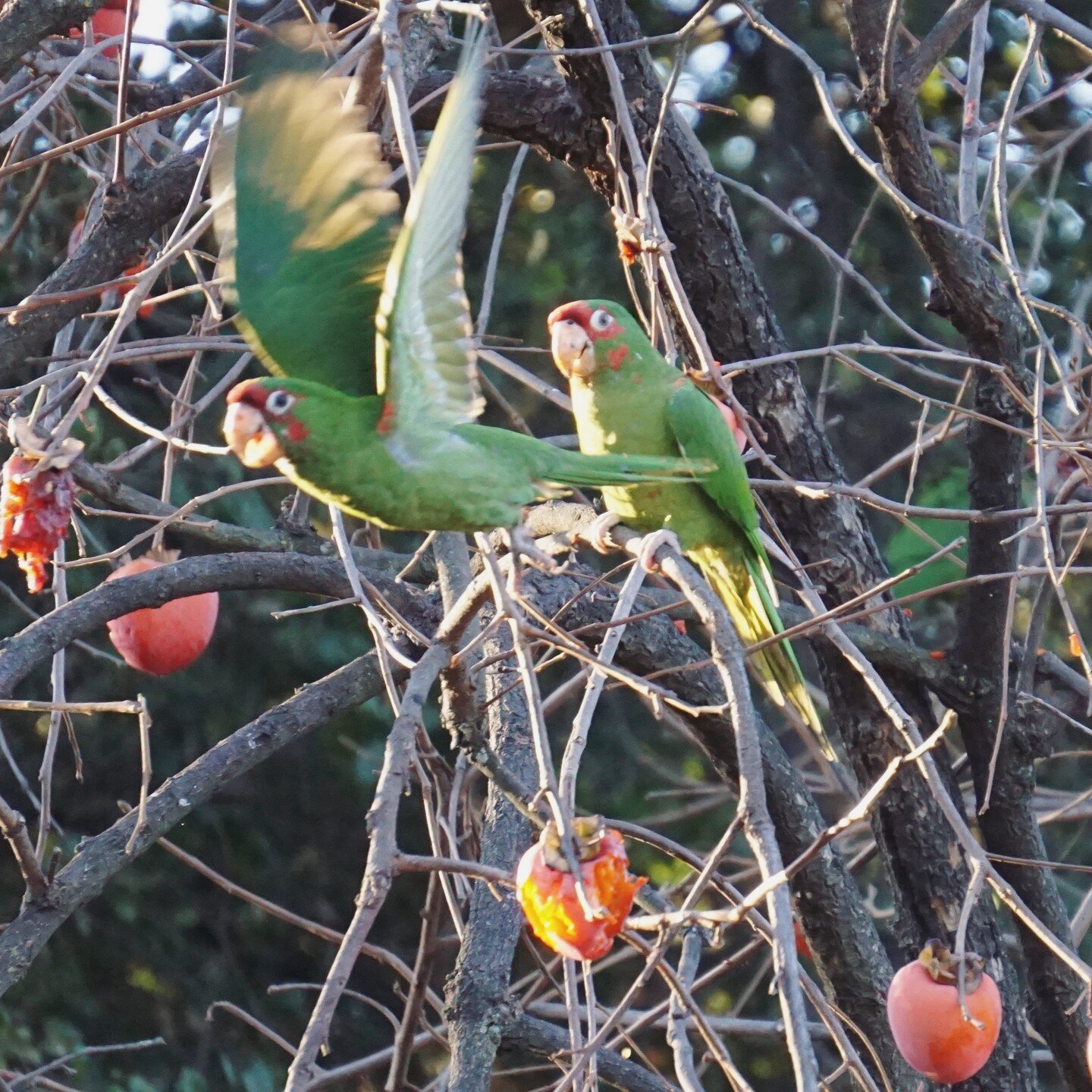 Where have all the persimmons gone?