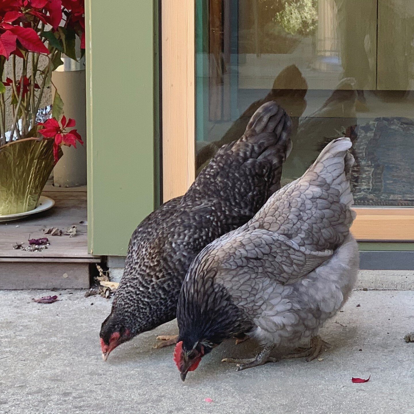 Hester and Pru on a stroll.