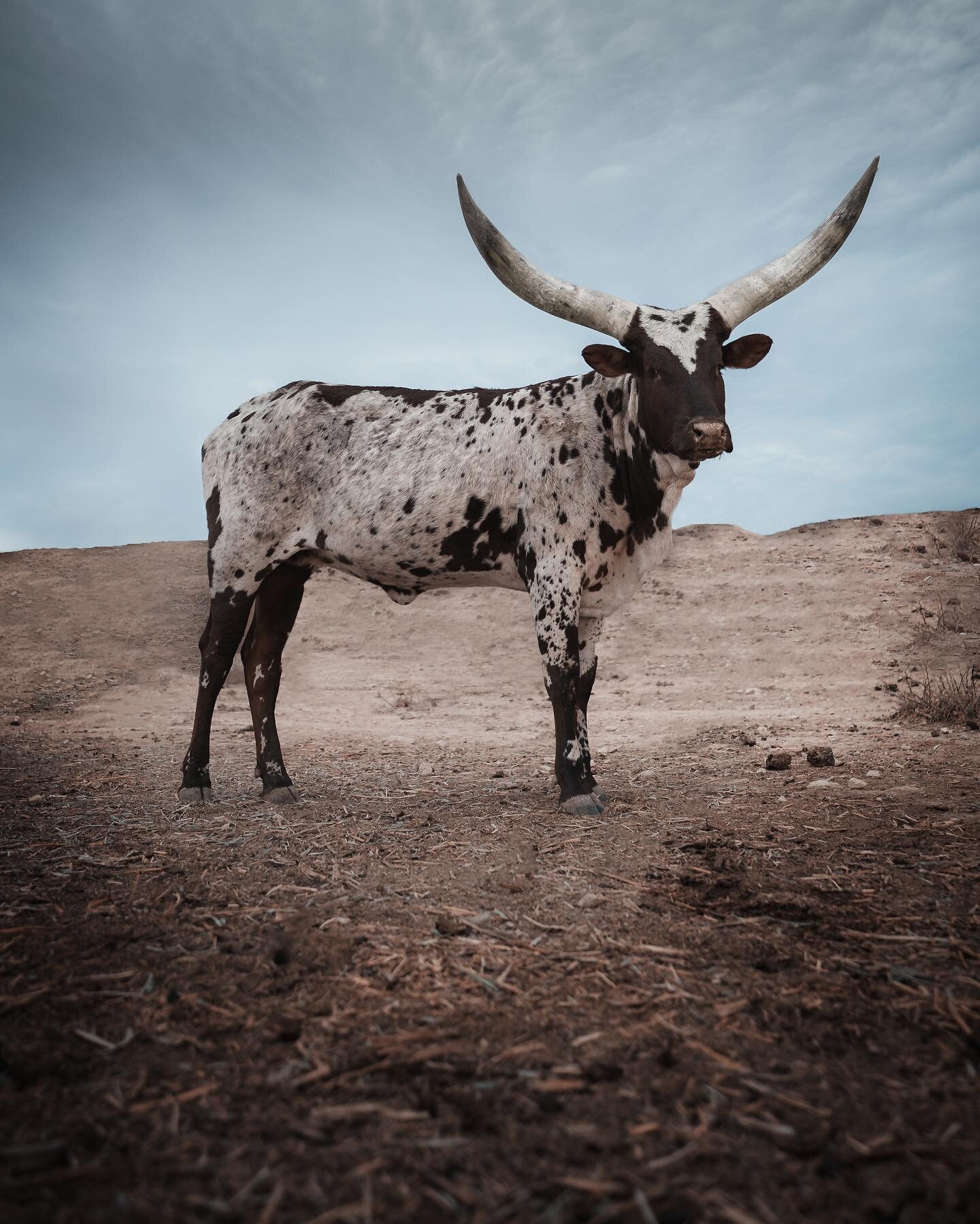 My last road trip brought me all the way to Texas. Before setting up camp on the night I arrived, I was greeted by these longhorn bulls roaming the hills nearby
.
.
.
.
.
@sonyalpha #texas #texasphotography #longhorn #cattle #westernphotography #expl