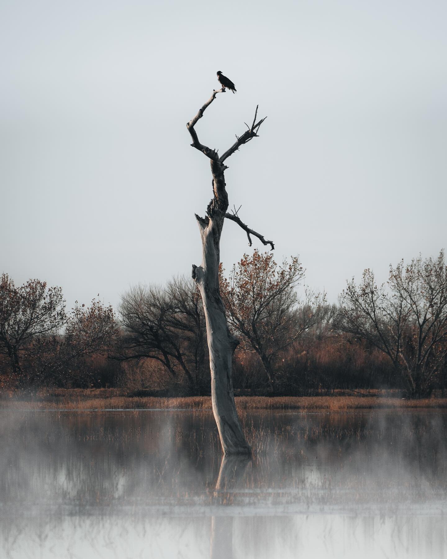 Sometimes you got to be lucky. On a very early morning on one of my trips, I spotted this lone tree in the middle of a pond. Captivated by its reflection I started to take some photos, when a hawk decided to perch on top of the highest branch, survey