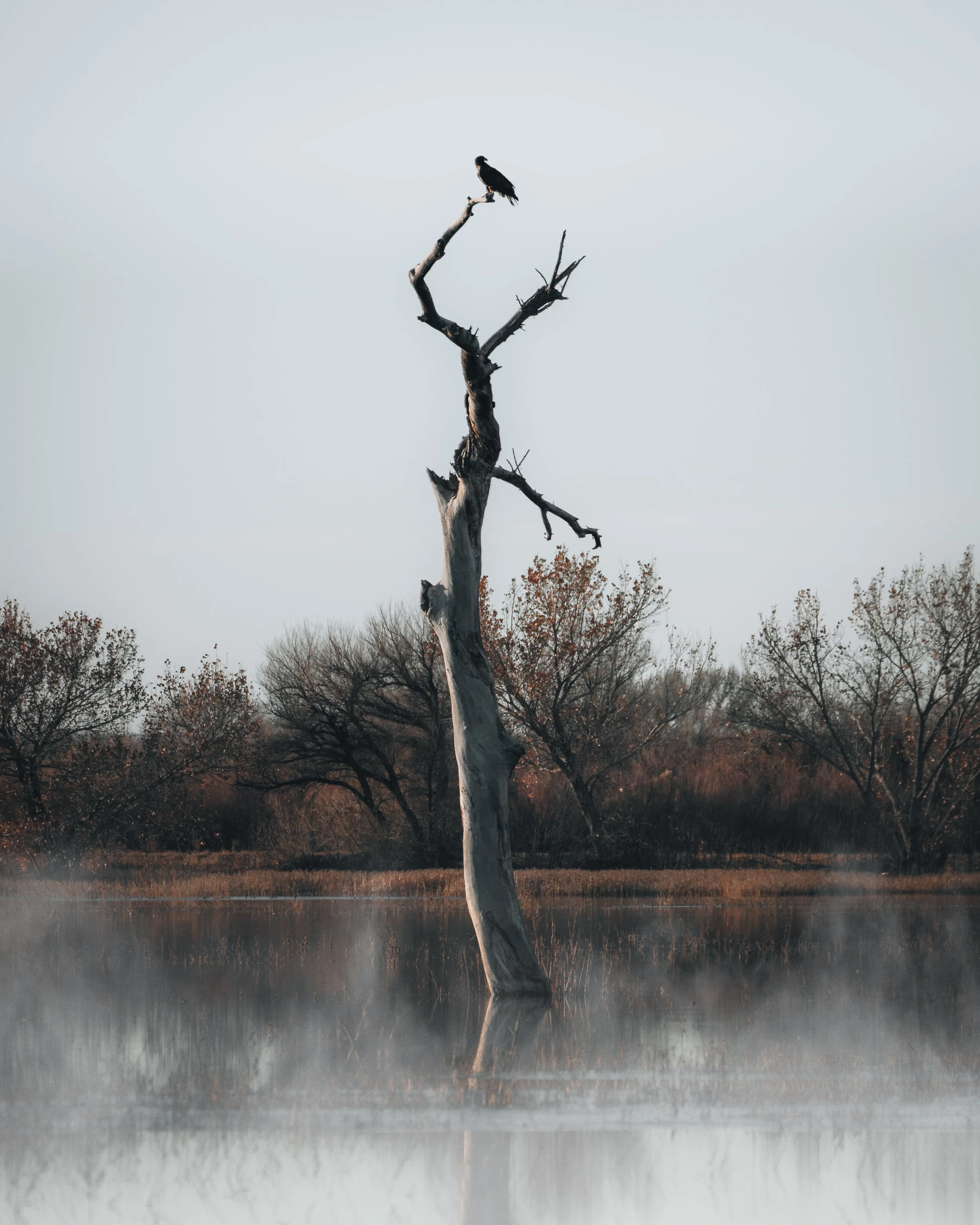 Bosque_Hawk_wallpaper.jpg