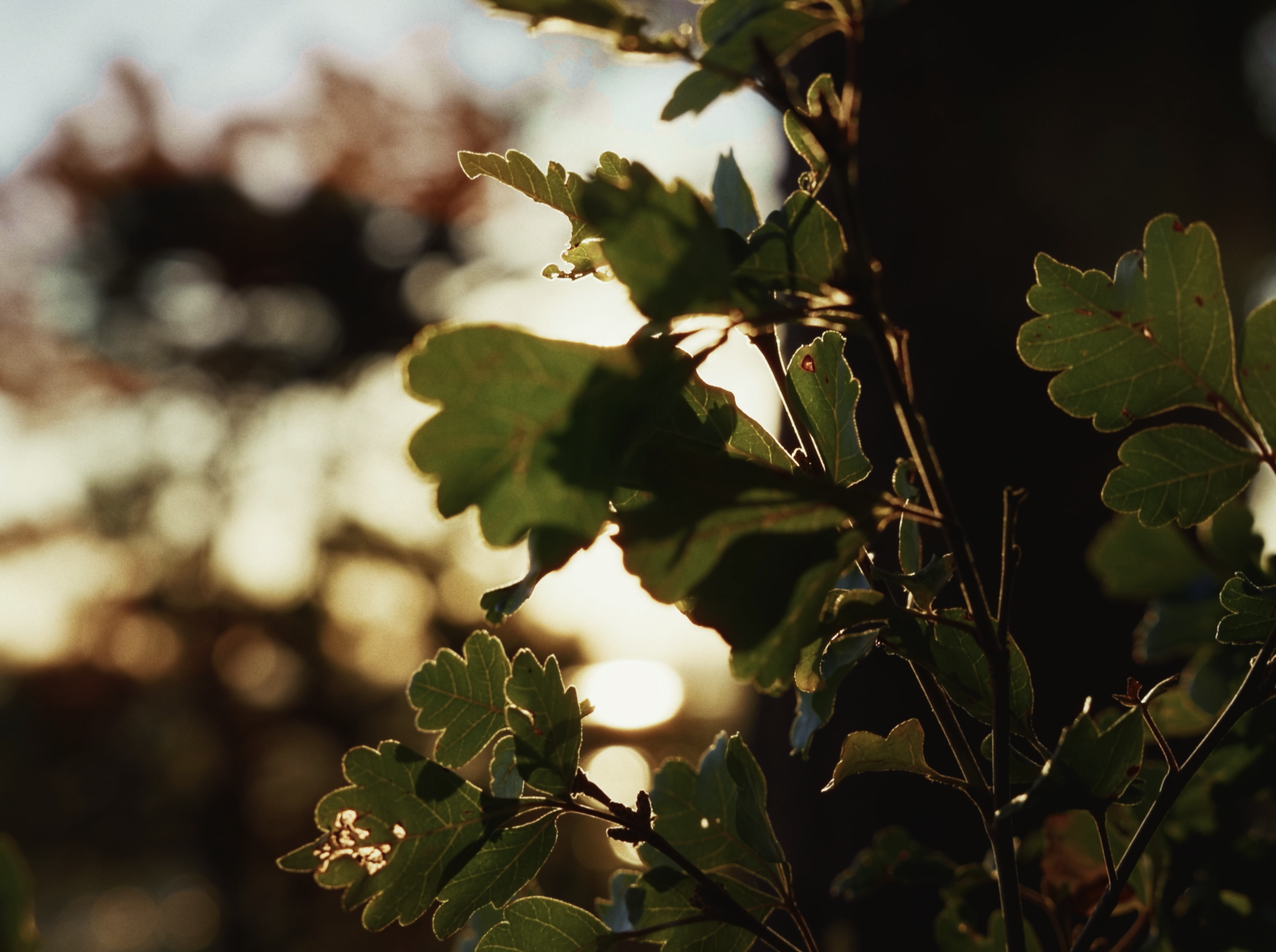 Scenics2.png