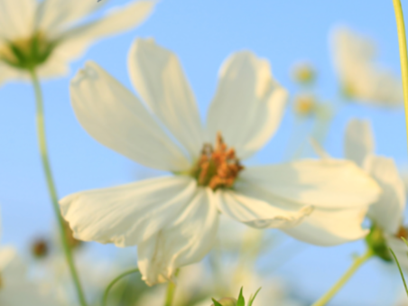 "SPRING into Summer” MARKET!