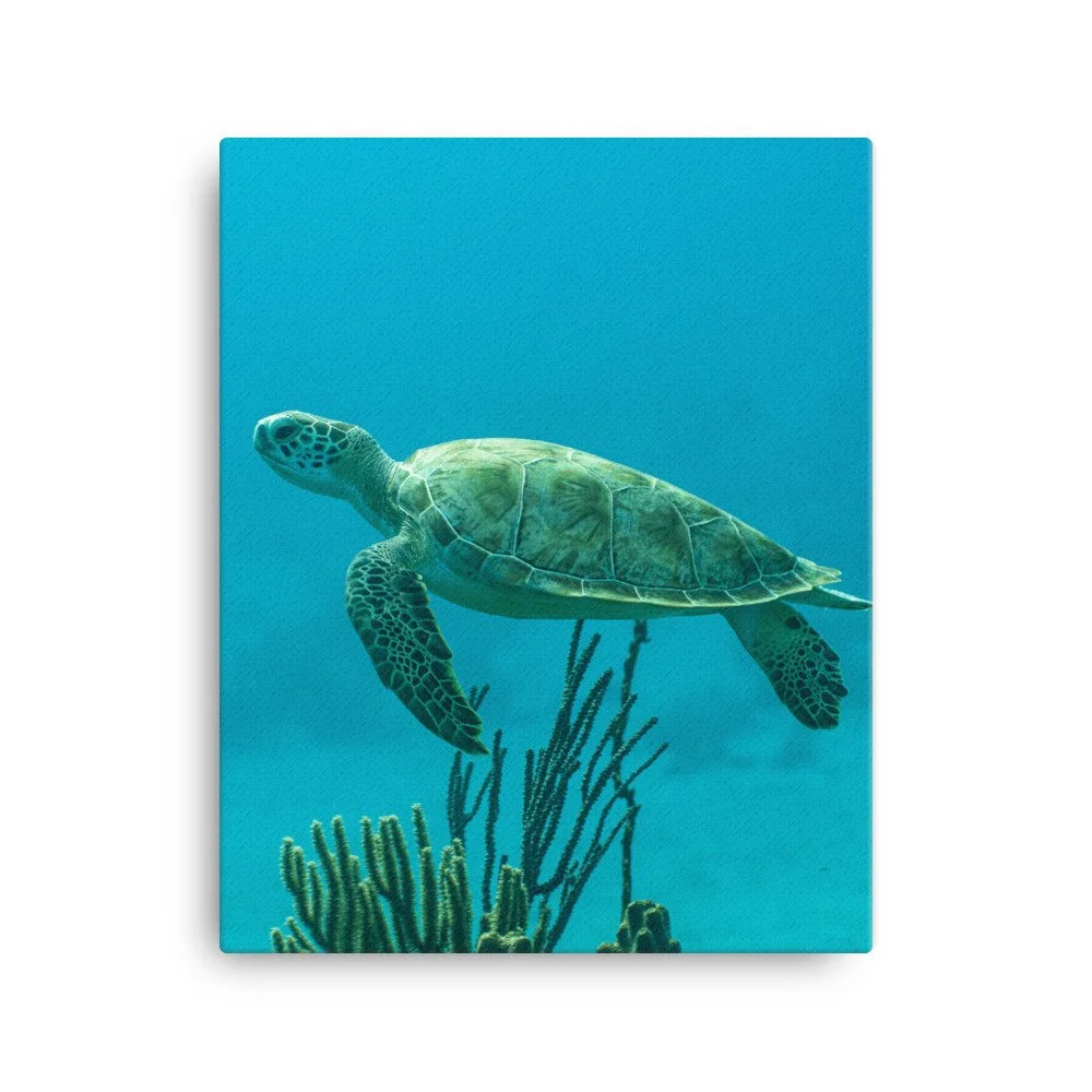 canvas-(in)-16x20-wall-63ead002bcd57.jpg