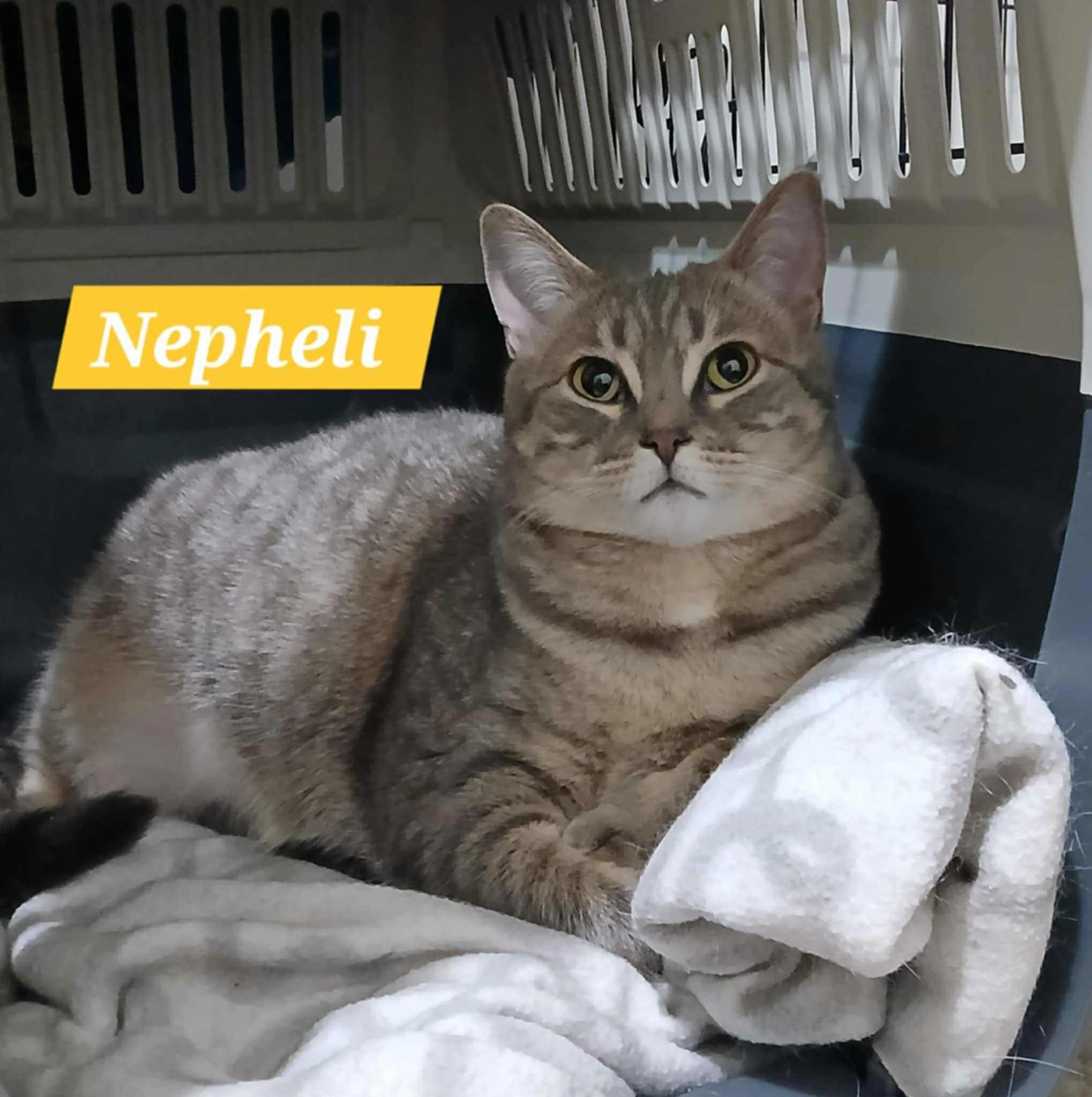 Nepheli
