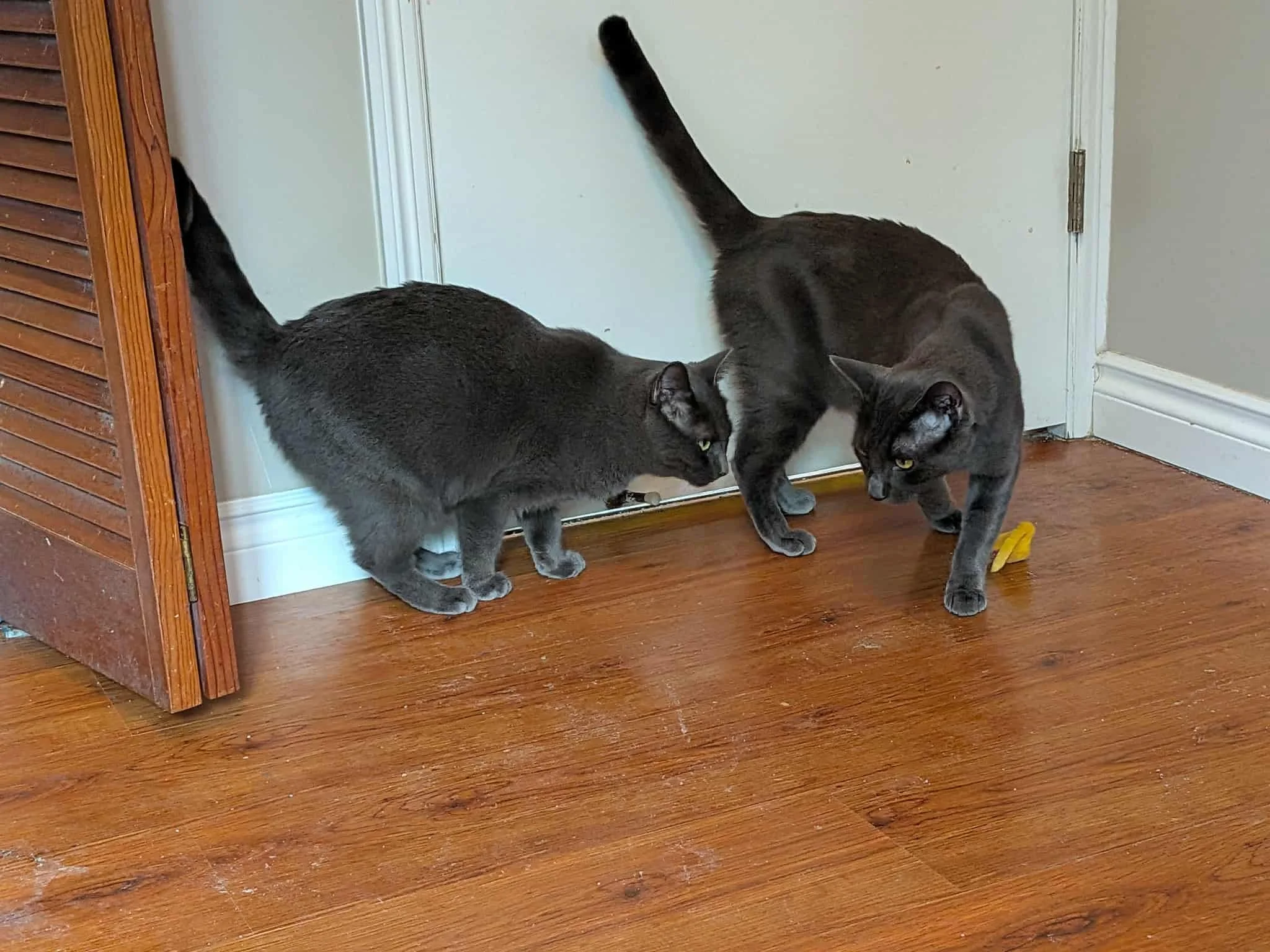 J Kitty & Ben