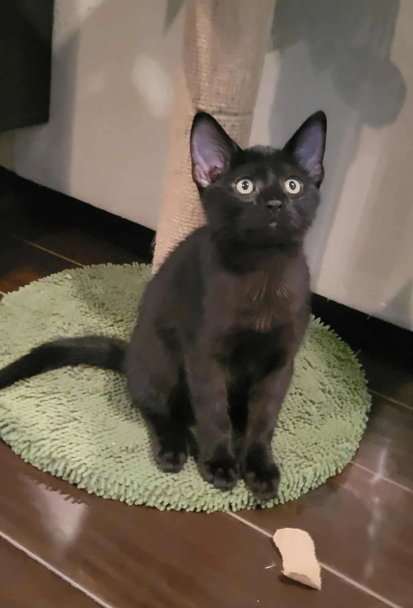 Stella