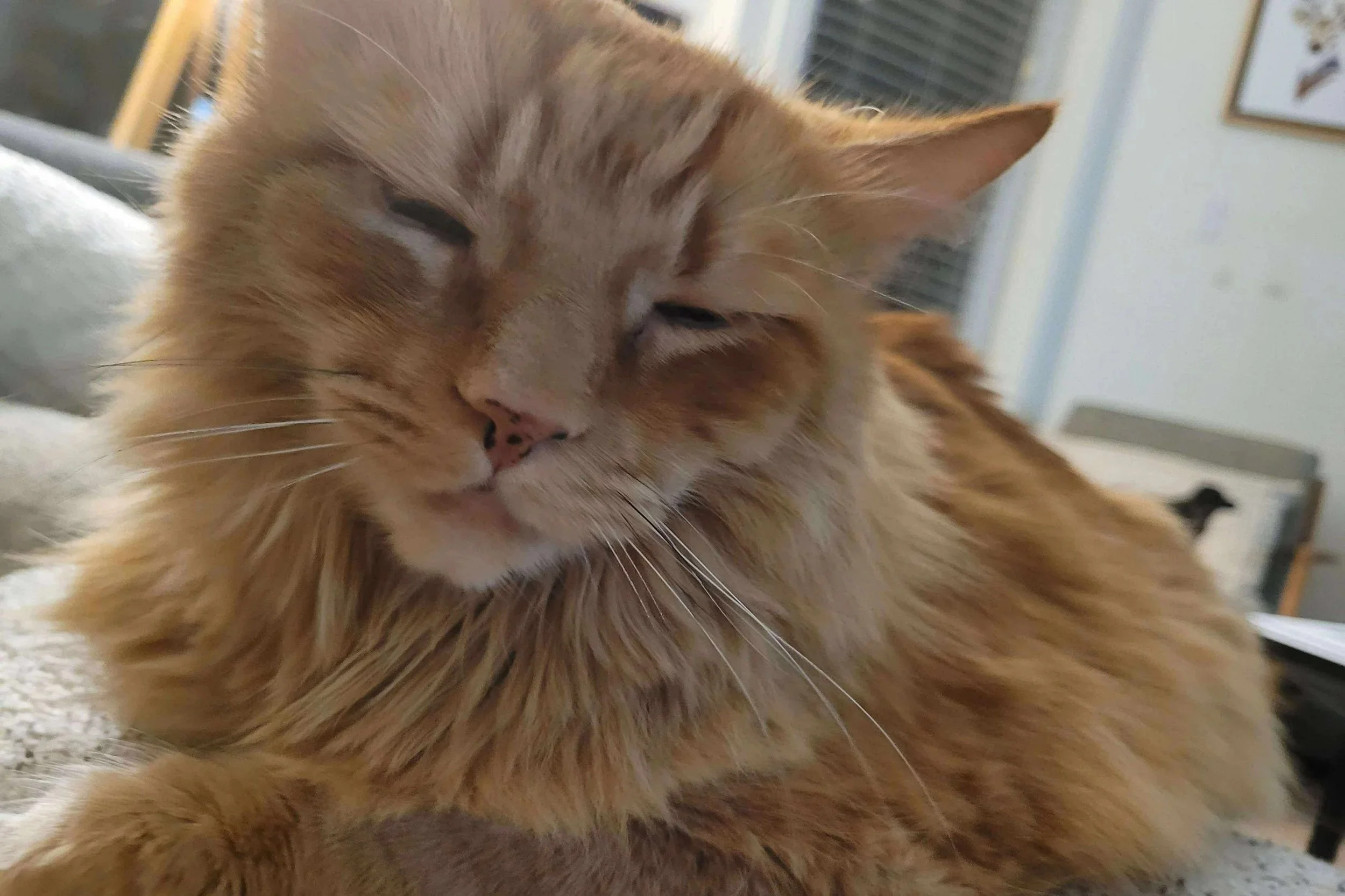 Archie