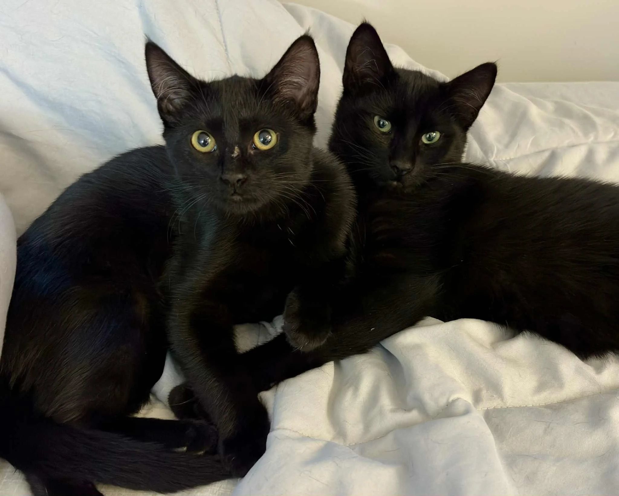 Hurbert & Kibble
