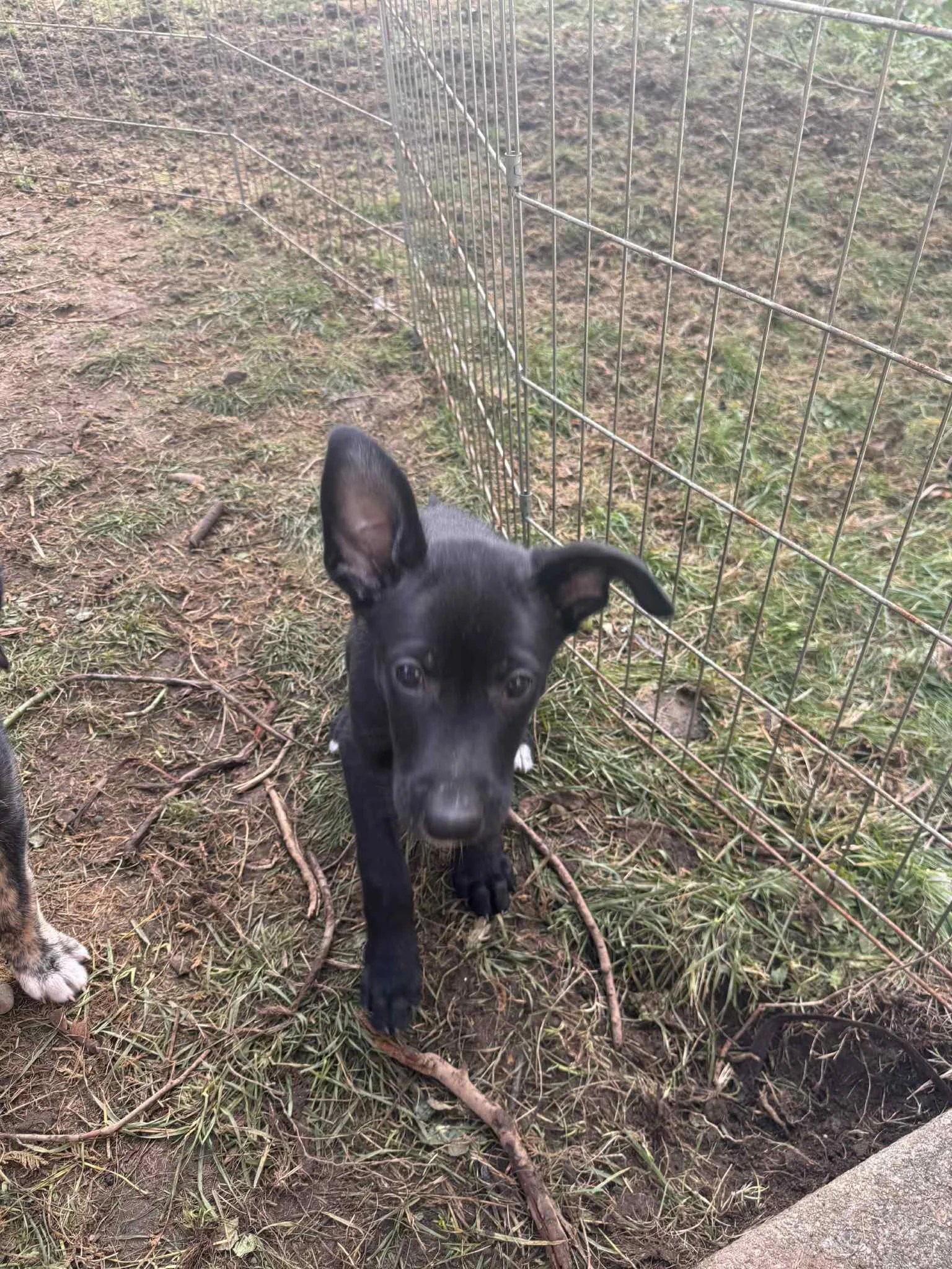 Tobi