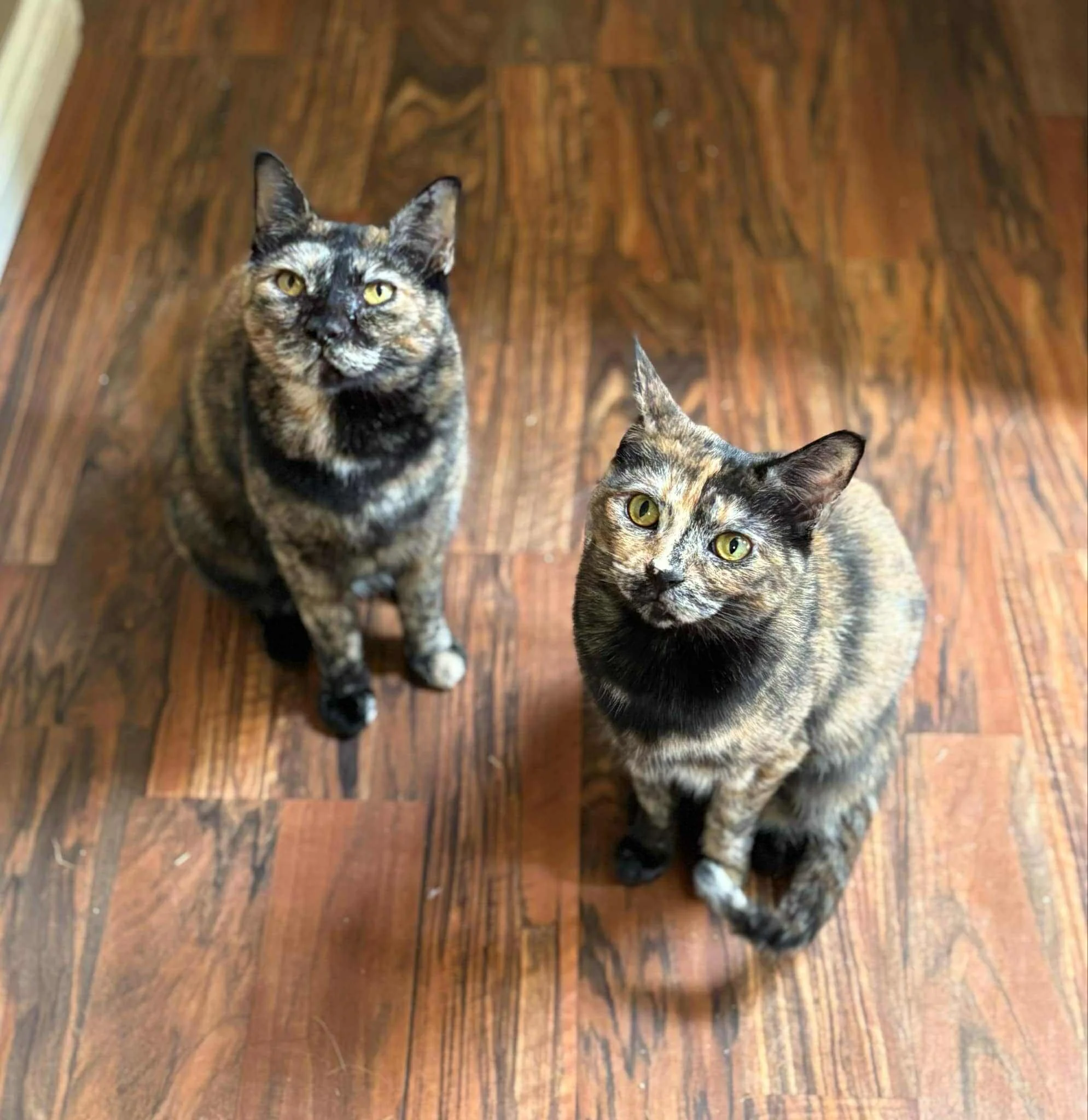 Emily & Charlotte