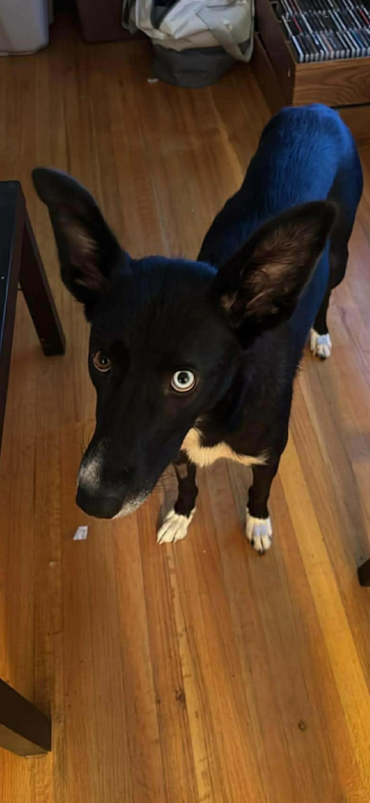 Sammy