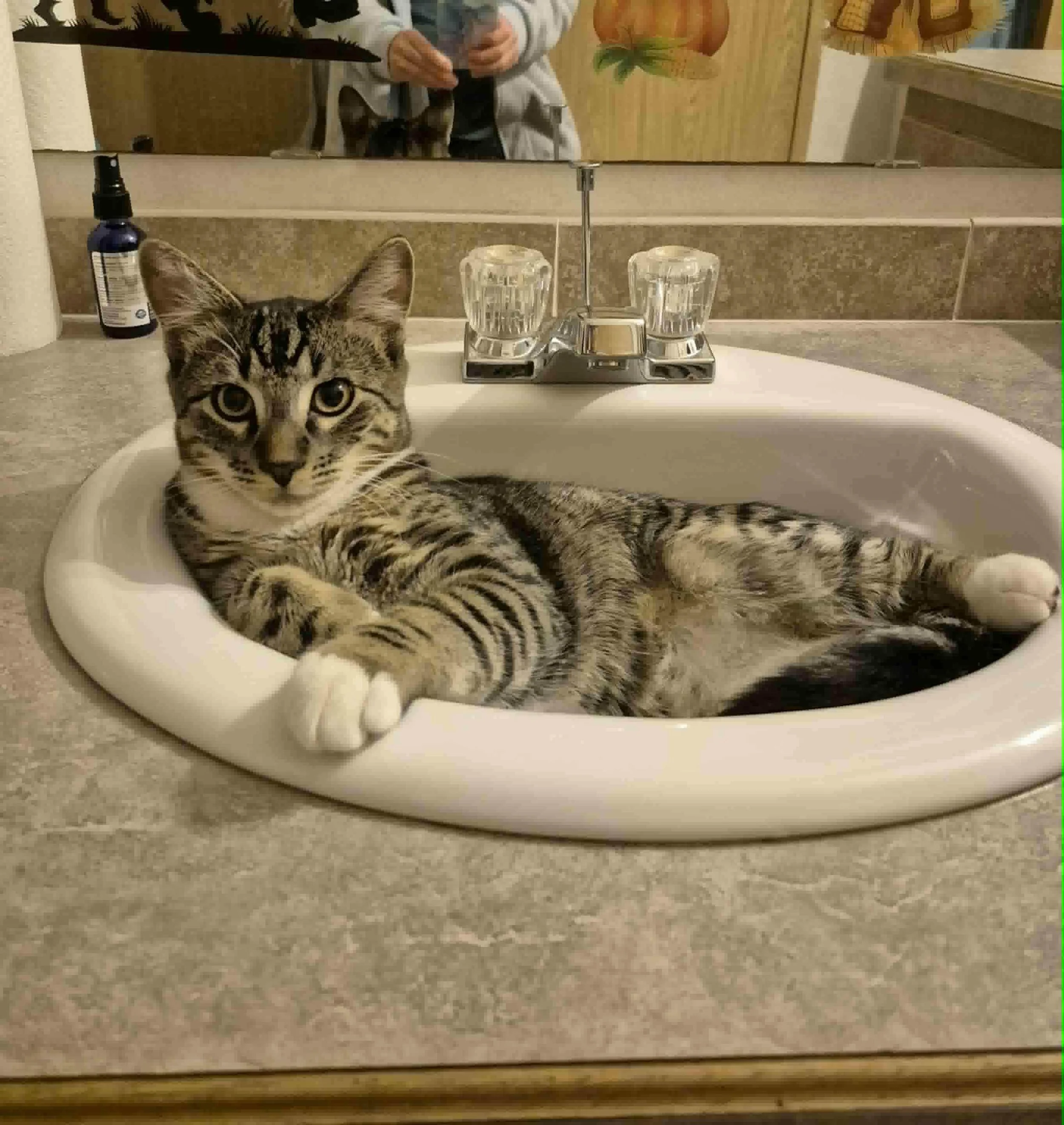 Klaus
