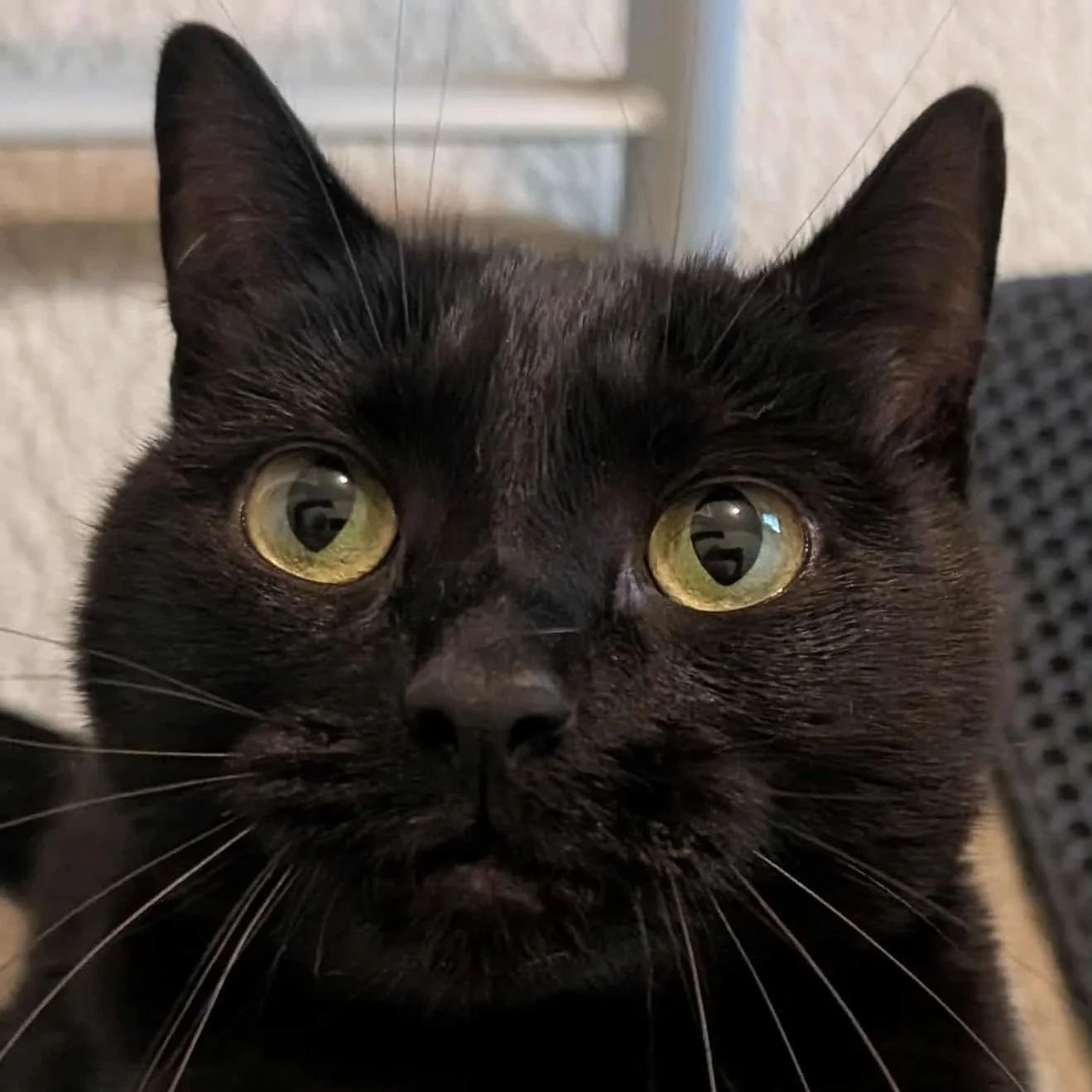 Mochi