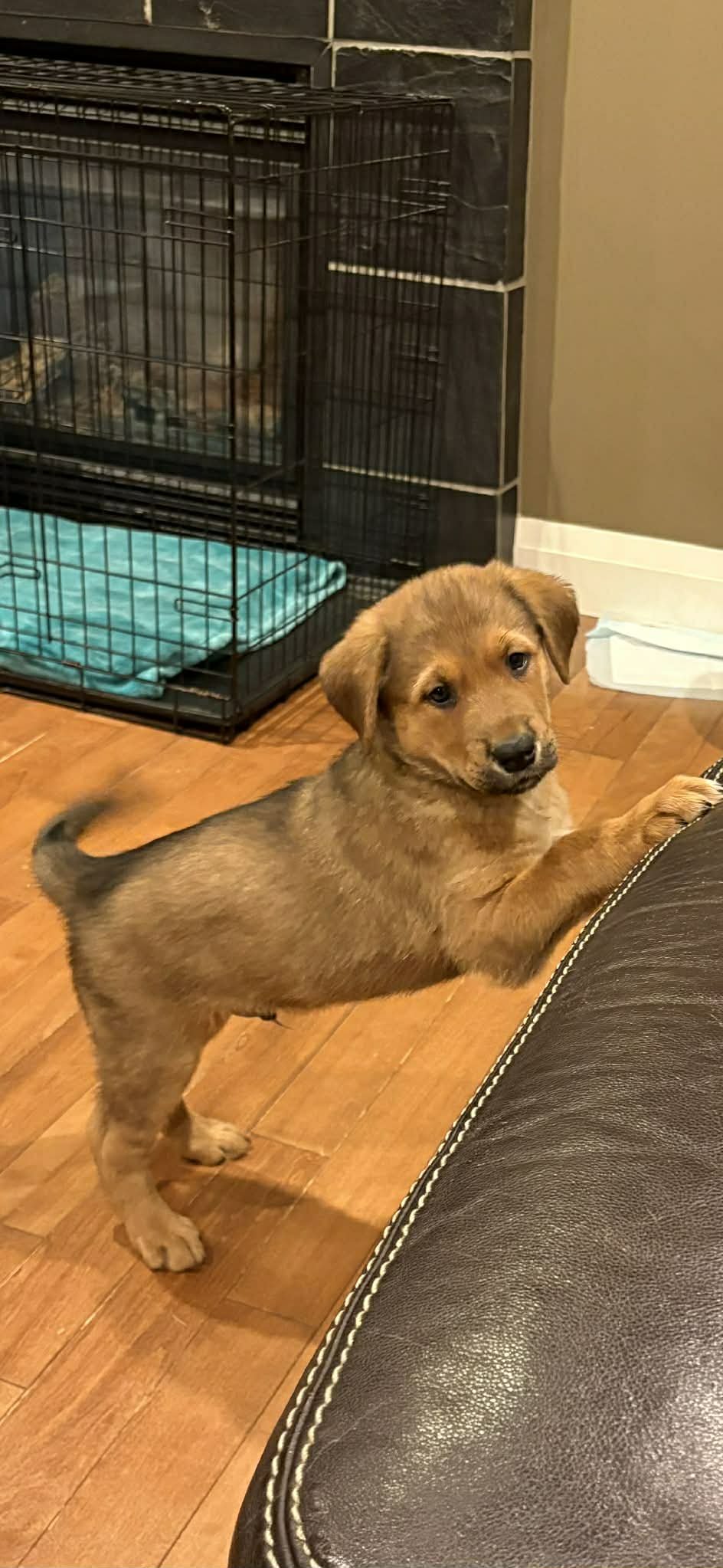 Santa's Little Helper