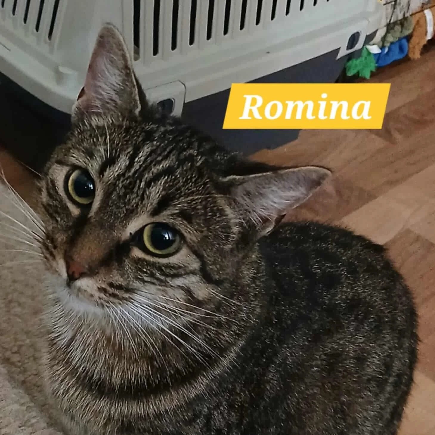 Romina
