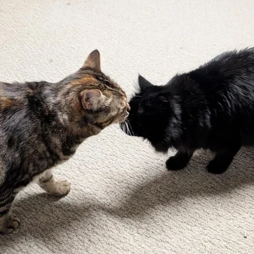 DeeDee &amp; Siouxie