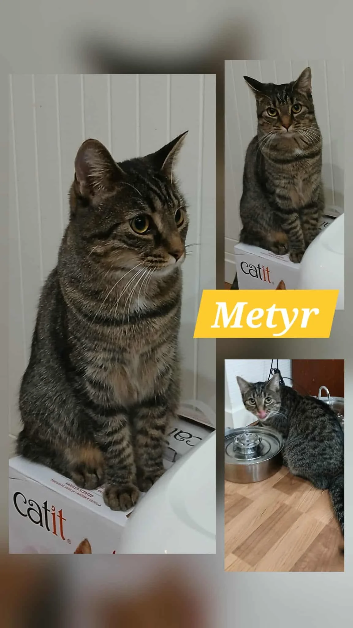 Metyr