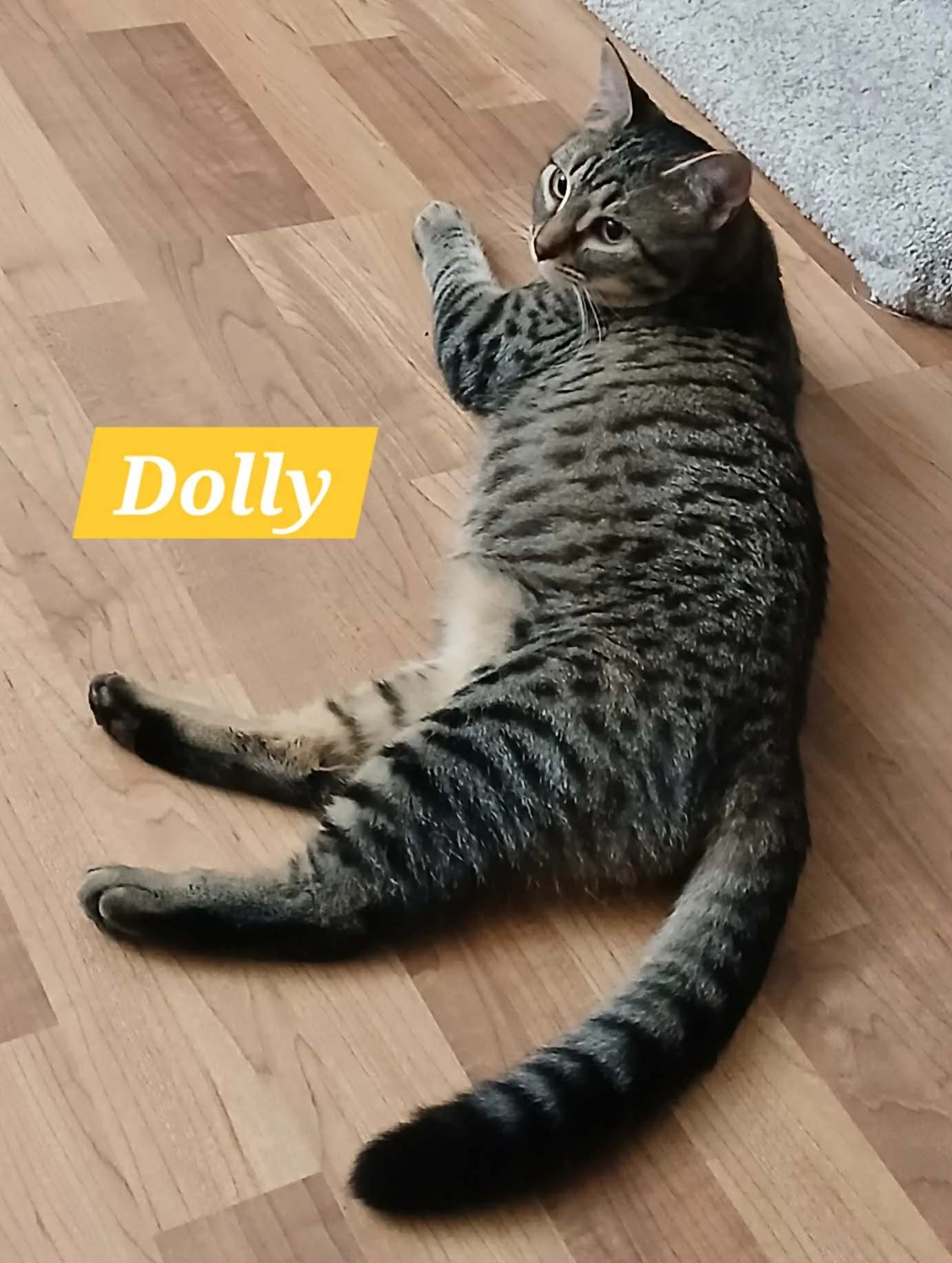 Dolly