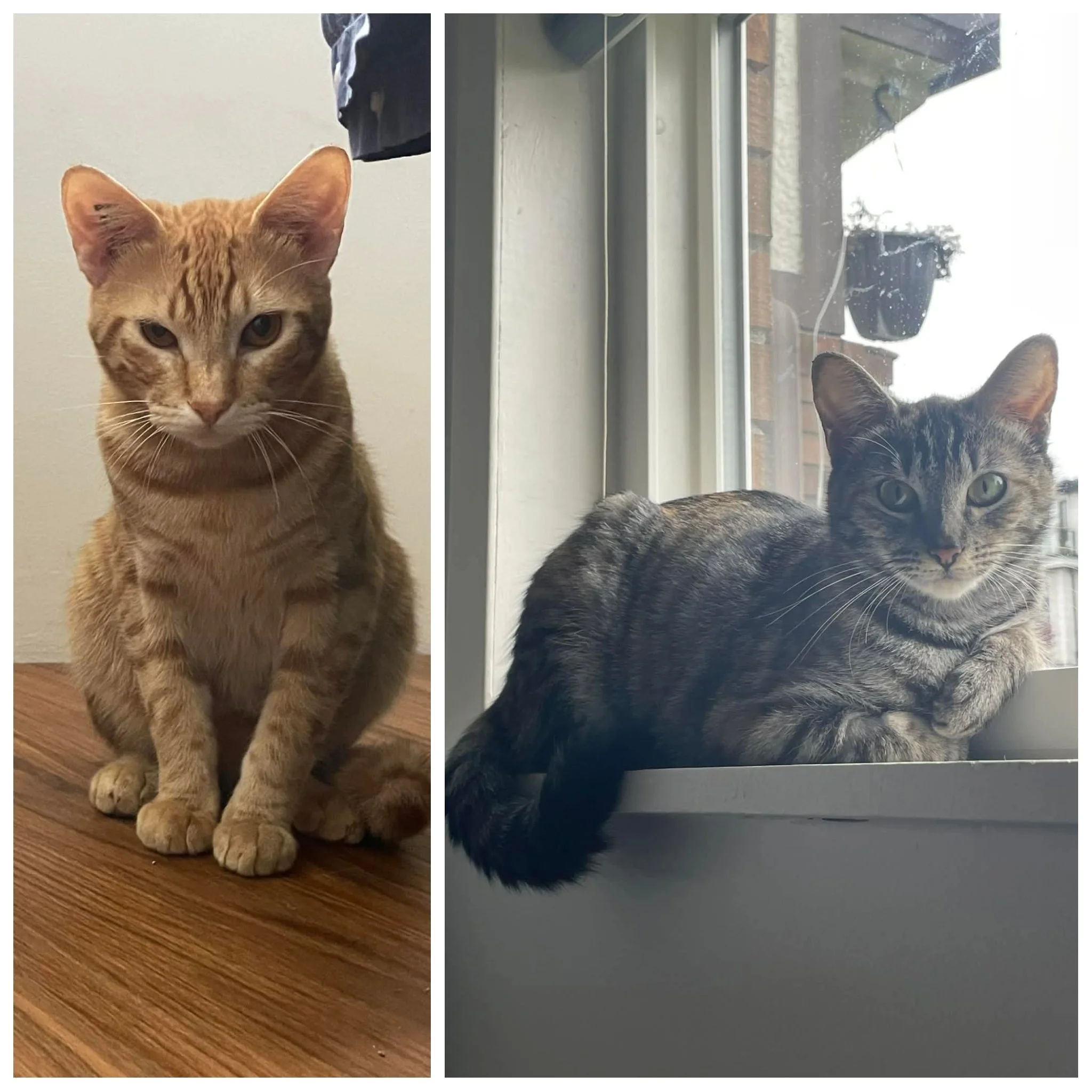 Cider & Nutmeg