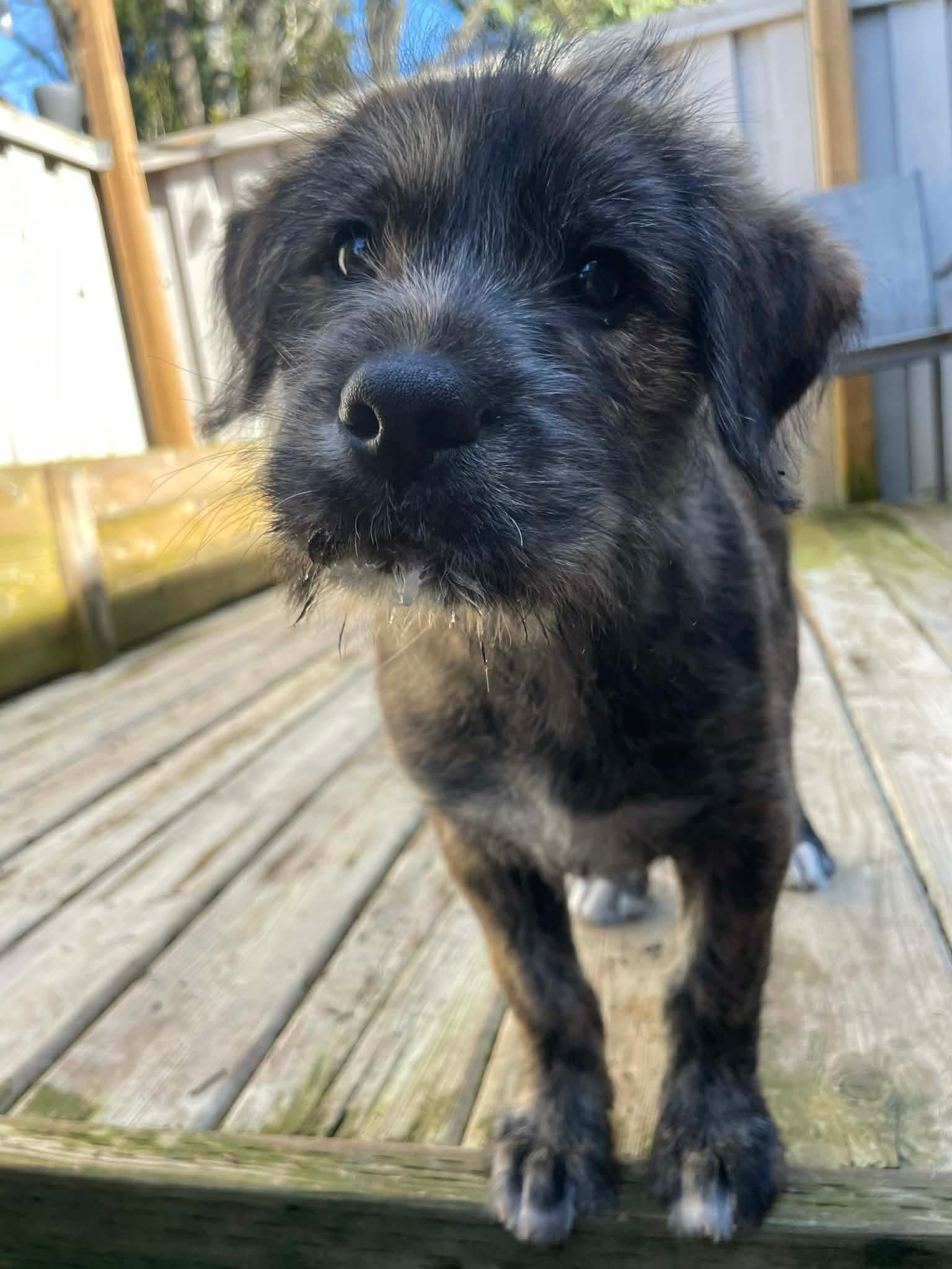 Simon
