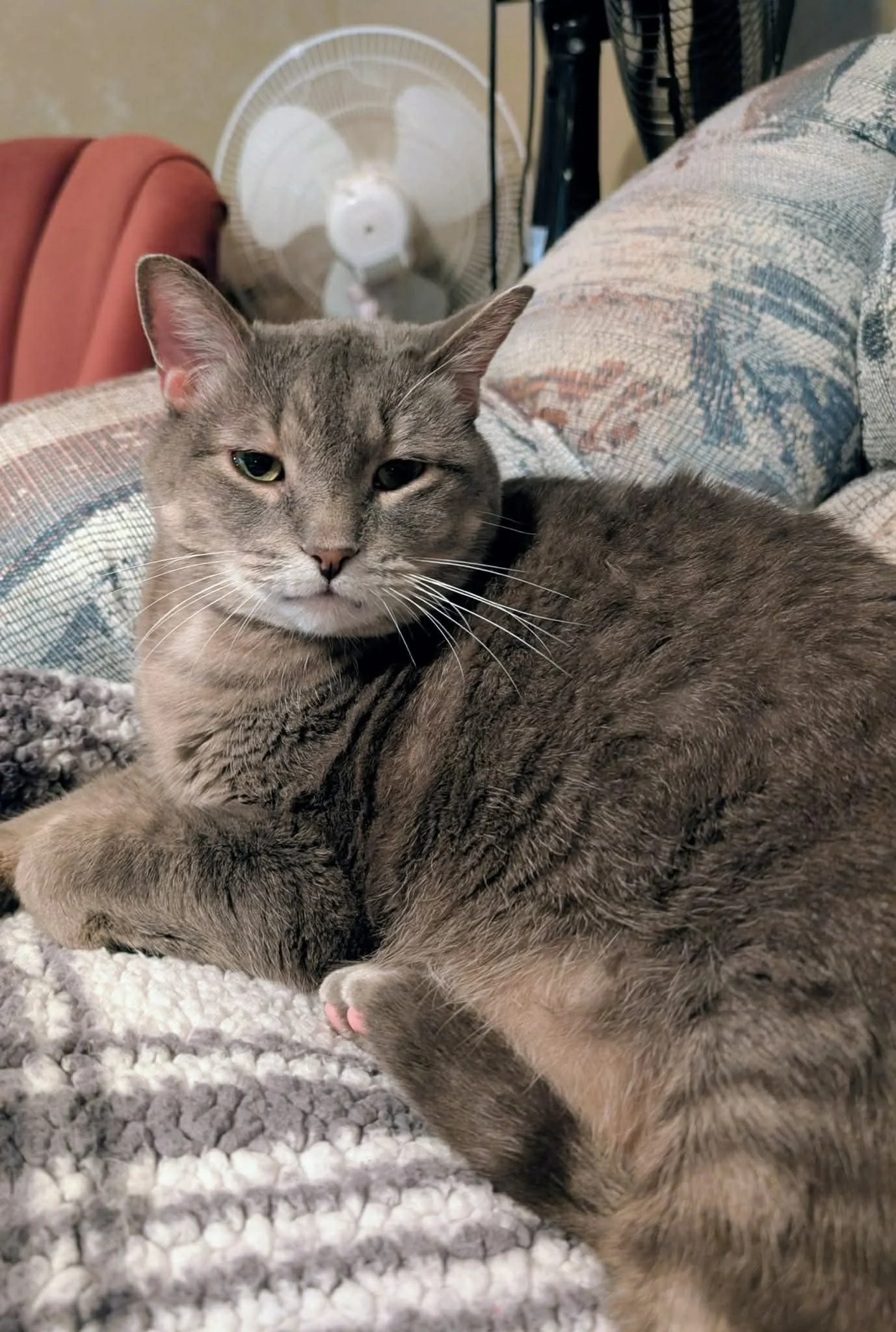 Norman