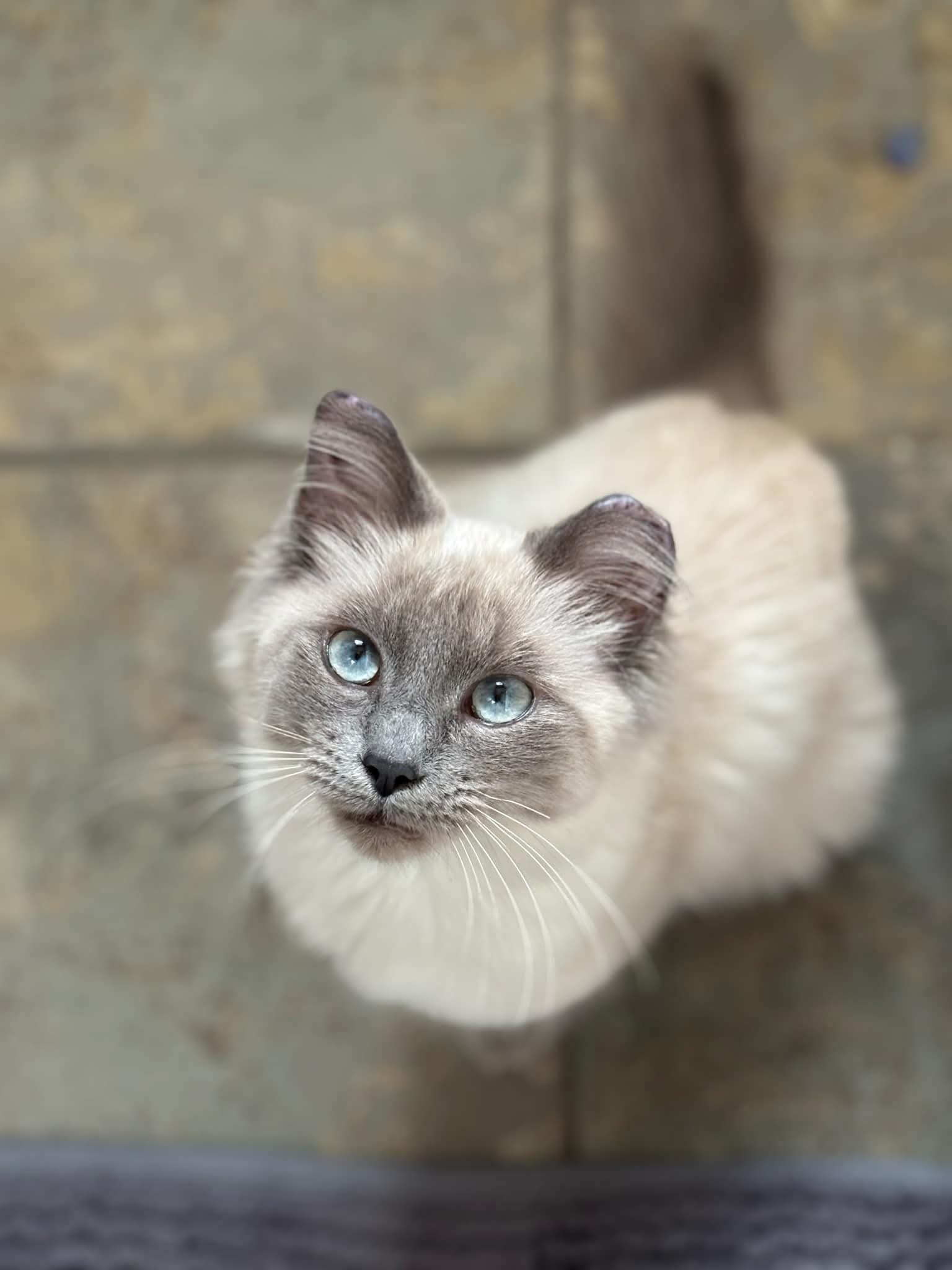 Mochi #2