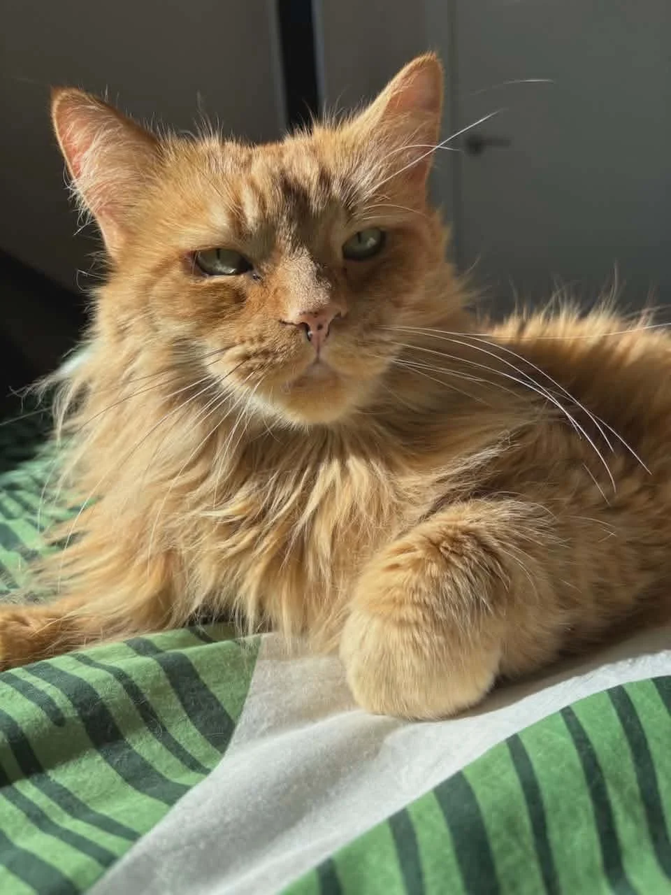 Archie